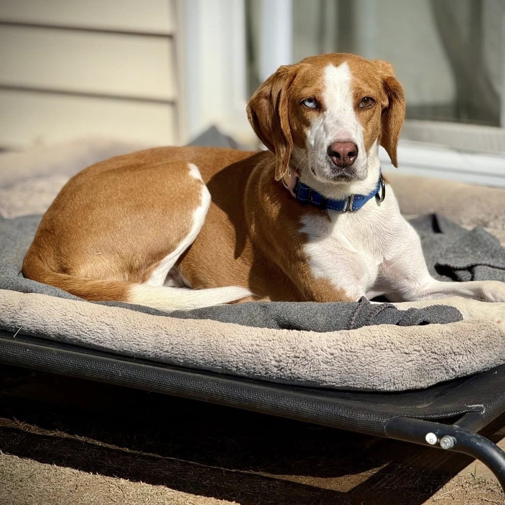 Enlarge Marzipan, a Adoptable mixed breed in Aldie, VA image 2/6