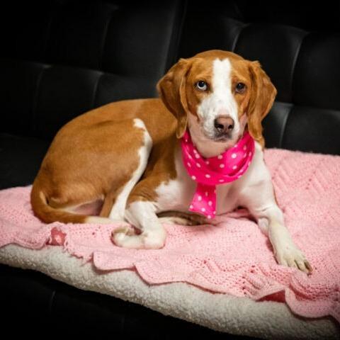 Enlarge Marzipan, a Adoptable mixed breed in Aldie, VA image 3/6