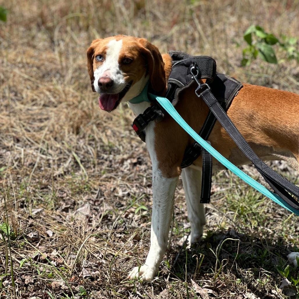Enlarge Marzipan, a Adoptable mixed breed in Aldie, VA image 4/6