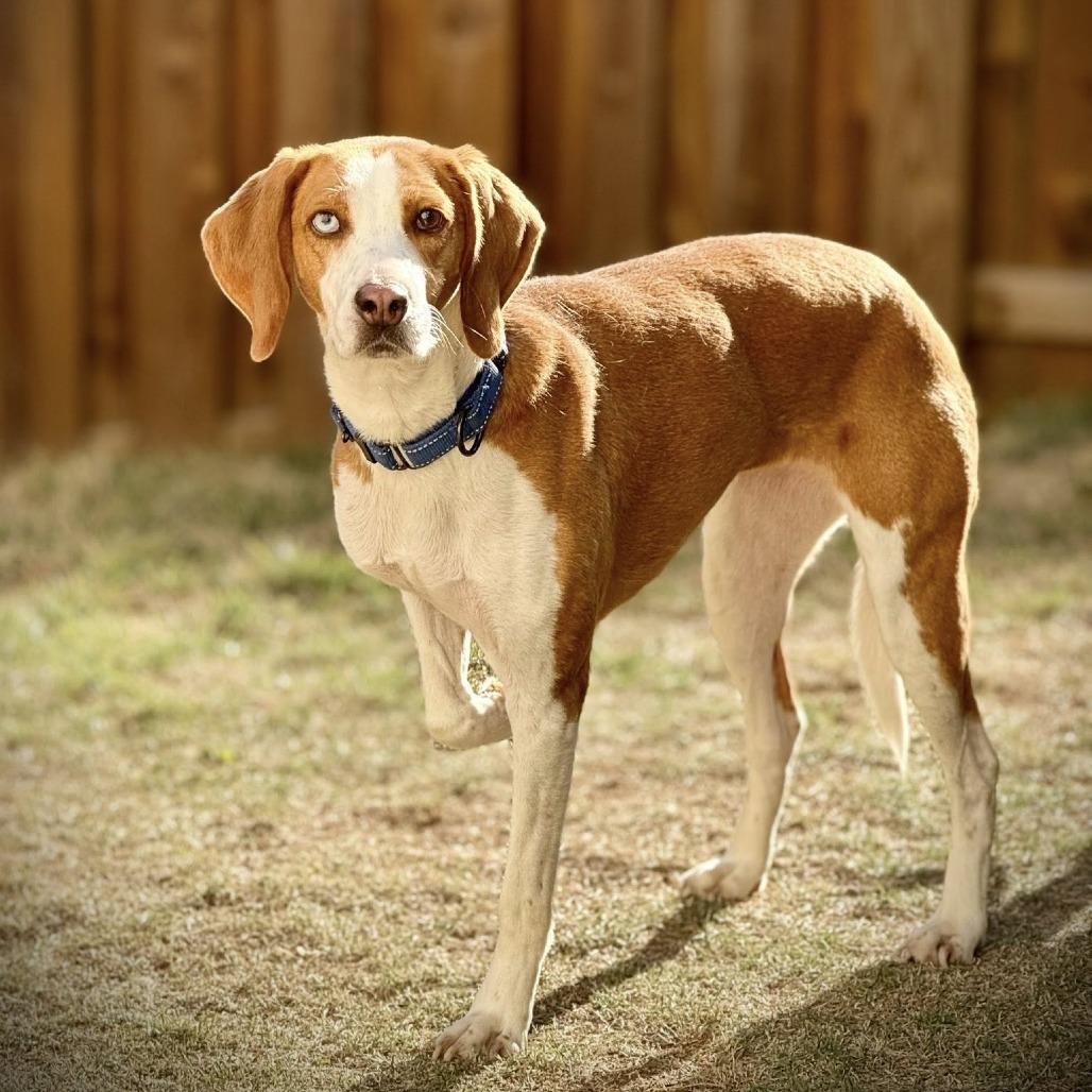Enlarge Marzipan, a Adoptable mixed breed in Aldie, VA image 5/6
