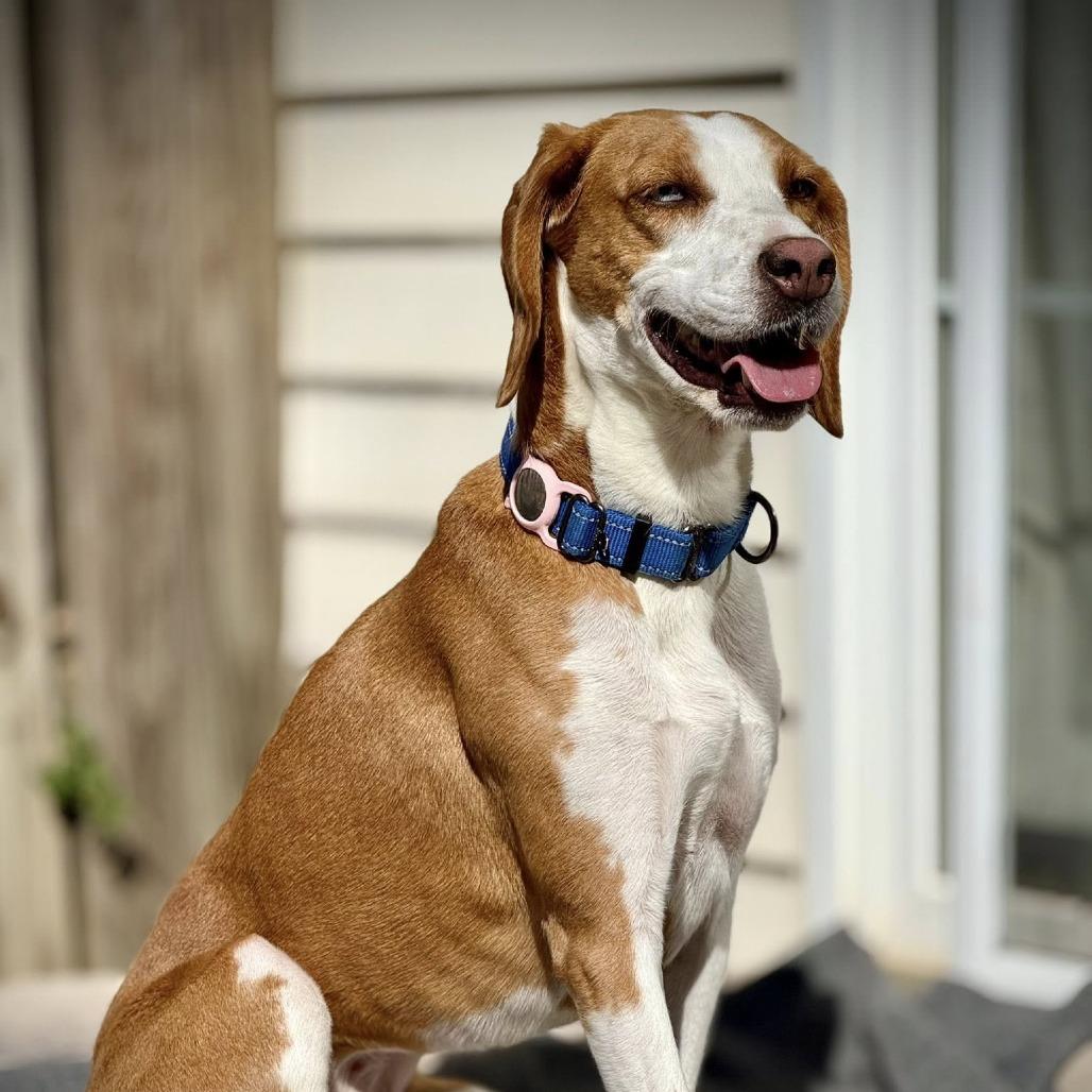Enlarge Marzipan, a Adoptable mixed breed in Aldie, VA image 6/6
