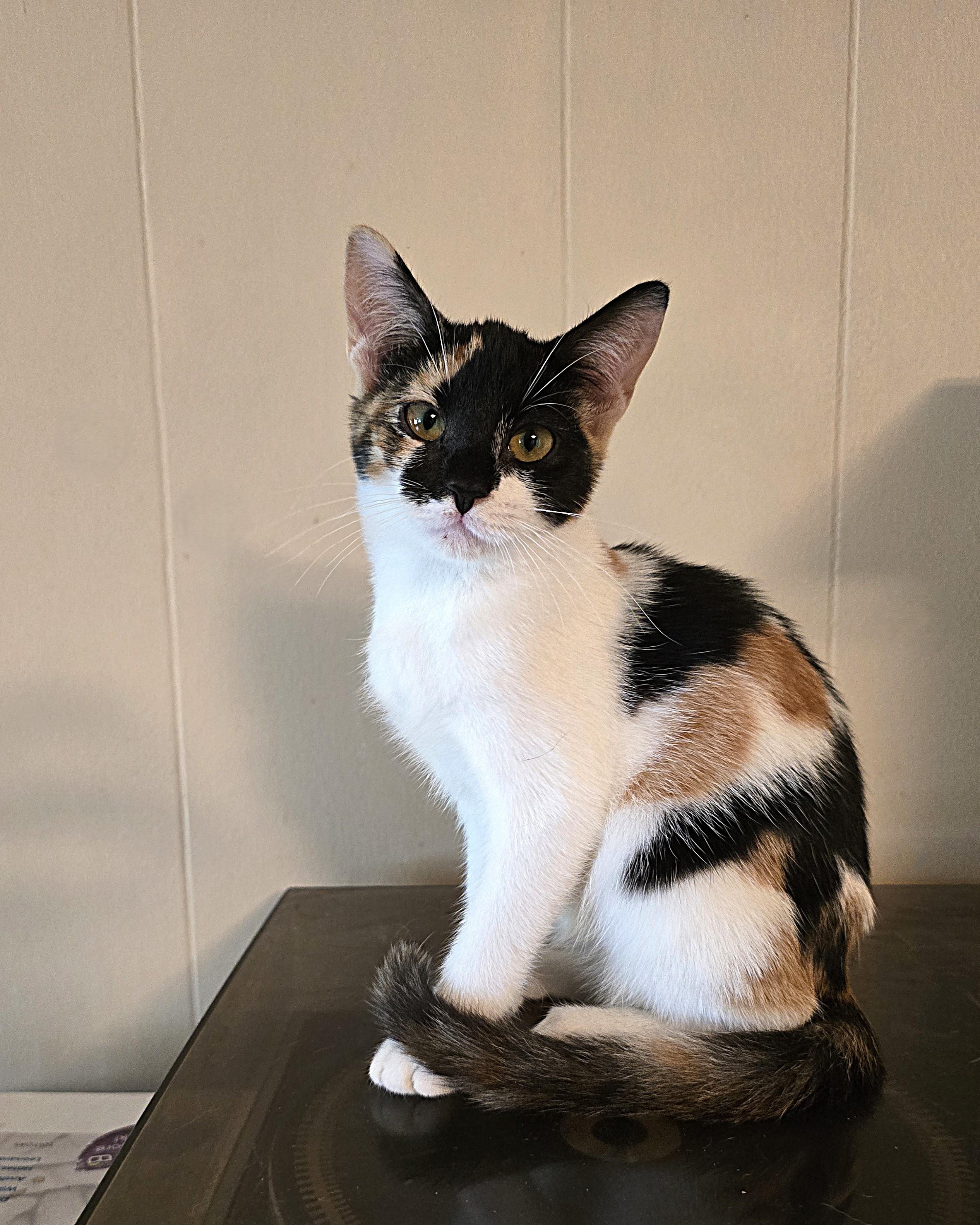 Skye, Adoptable, Kitten Female Domestic Short Hair.