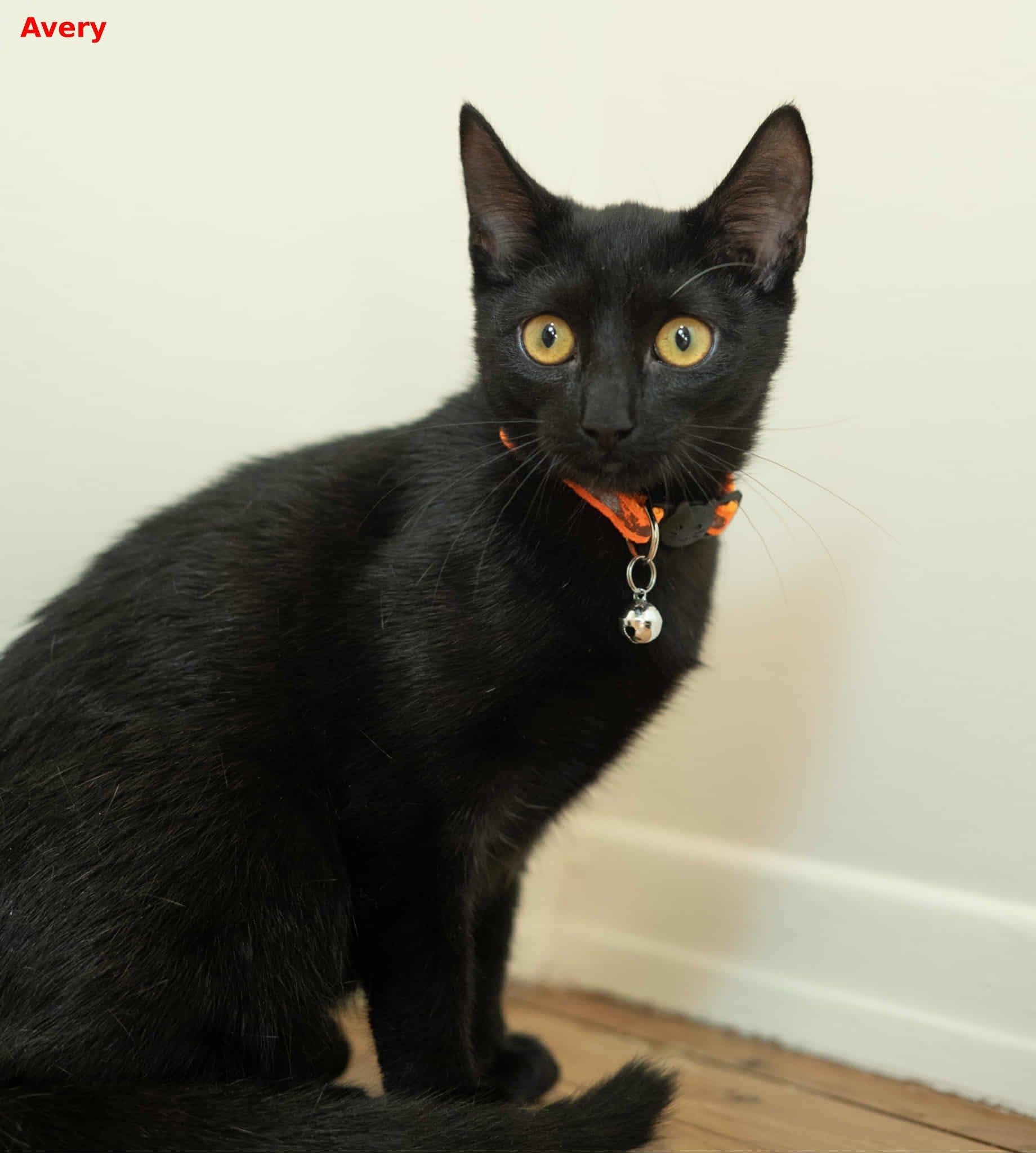 Avery, a Adoptable mixed breed in Brightwaters, NY image 5/6