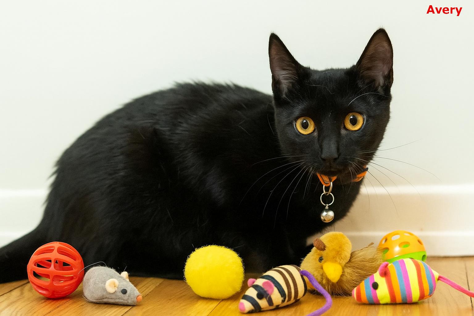 Avery, a Adoptable mixed breed in Brightwaters, NY image 1/6