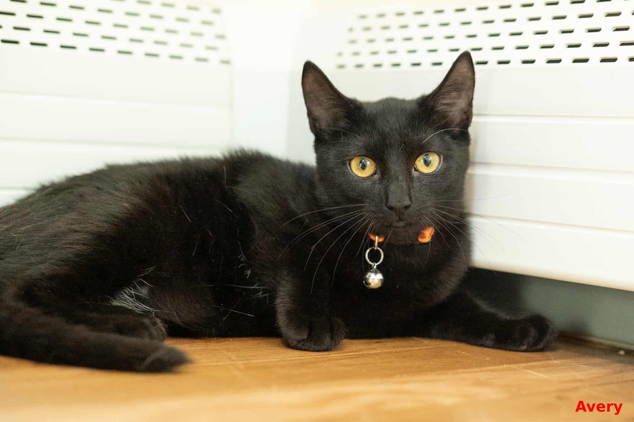 Avery, a Adoptable mixed breed in Brightwaters, NY image 3/6