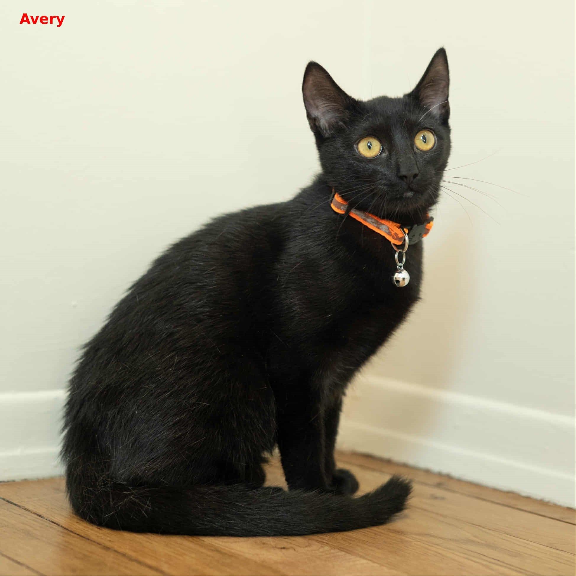 Avery, a Adoptable mixed breed in Brightwaters, NY image 4/6