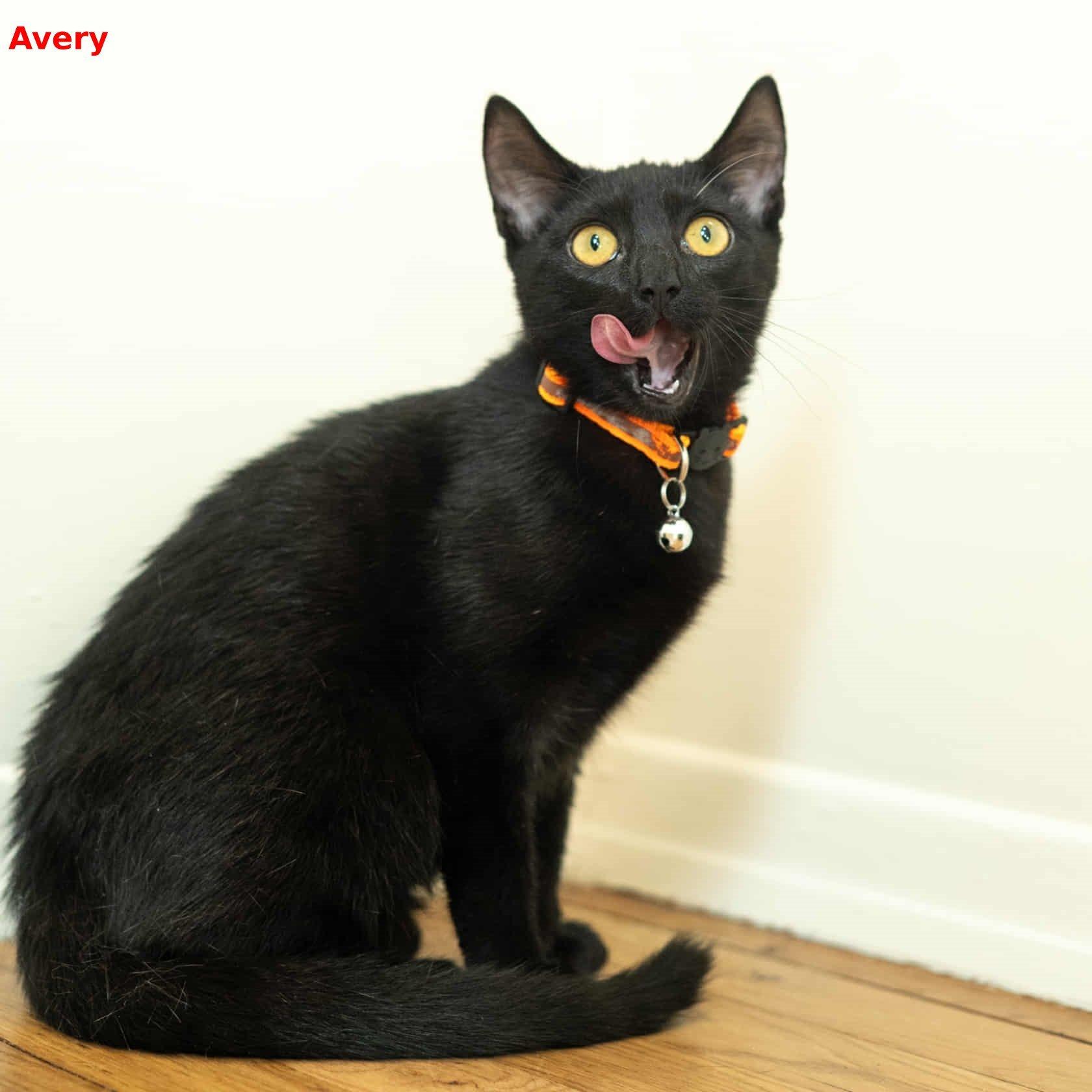 Avery, a Adoptable mixed breed in Brightwaters, NY image 6/6