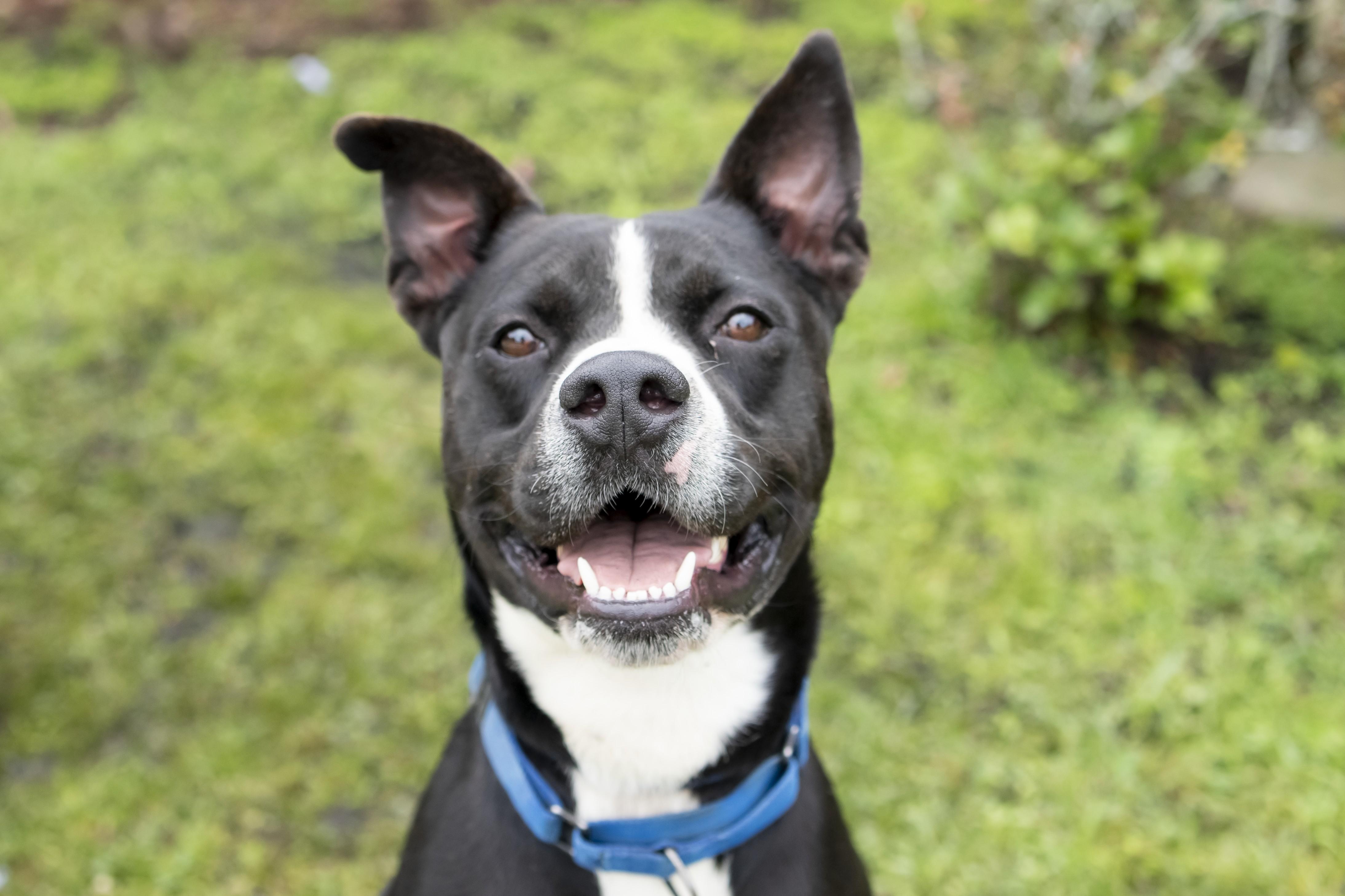 Webby, a Adoptable Mixed Breed in Slidell, LA image 1/5