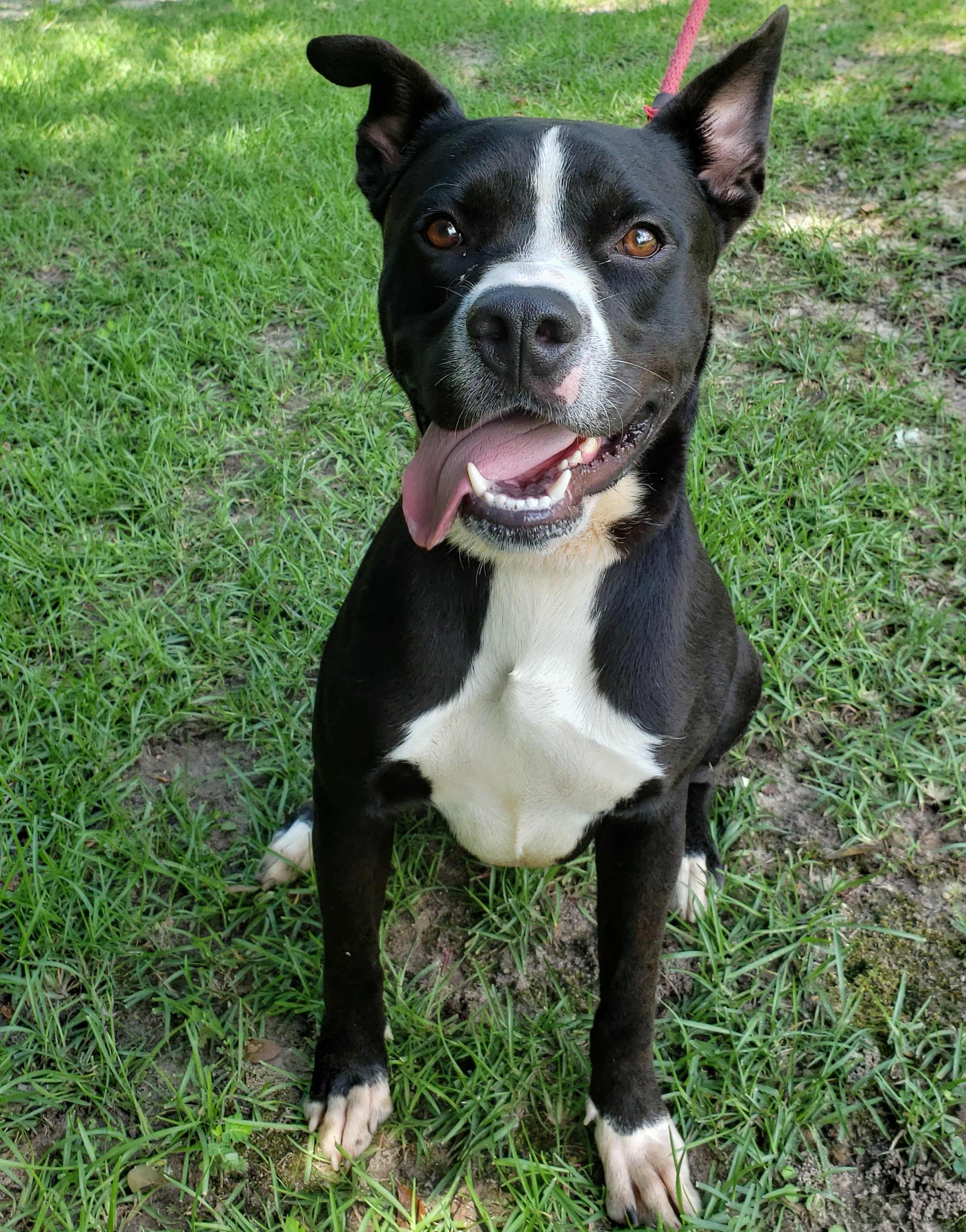 Webby, Young Male Mixed Breed