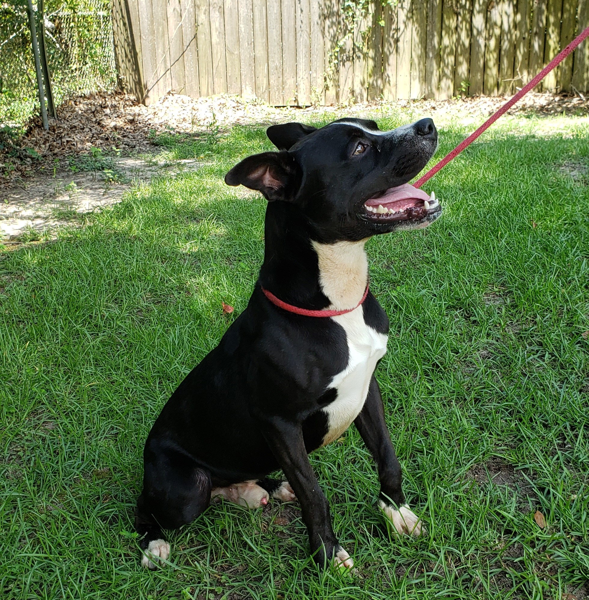 Webby, a Adoptable Mixed Breed in Slidell, LA image 3/5