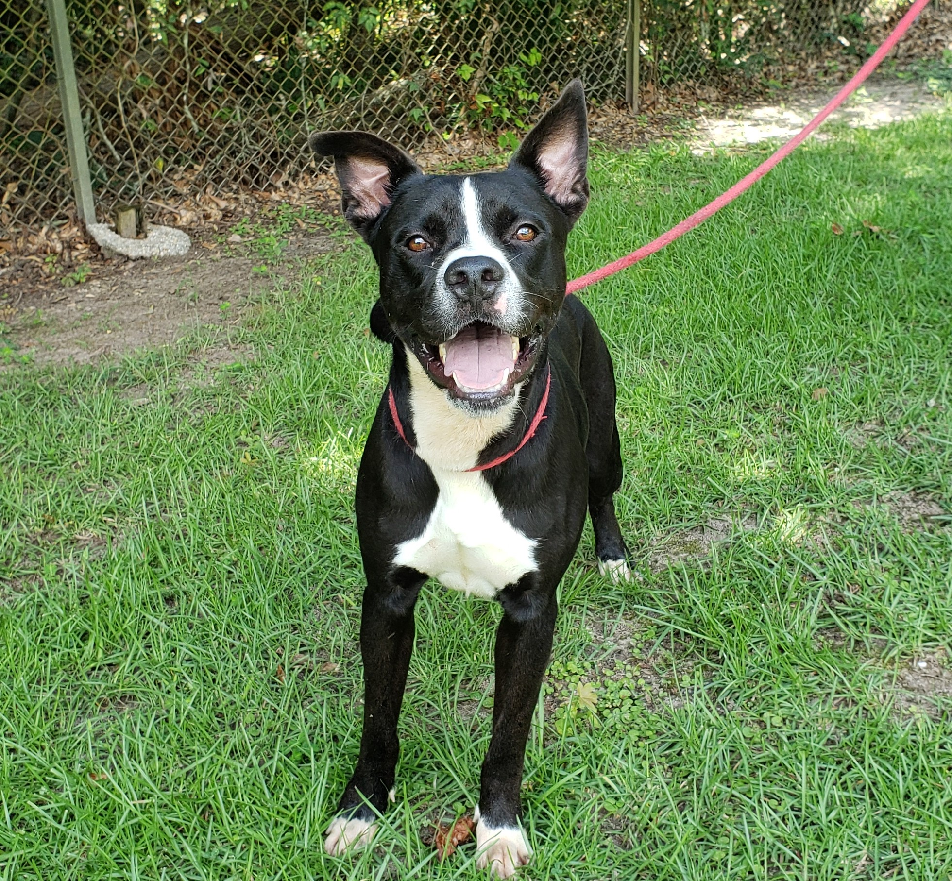 Webby, Adoptable, Young Male Mixed Breed.