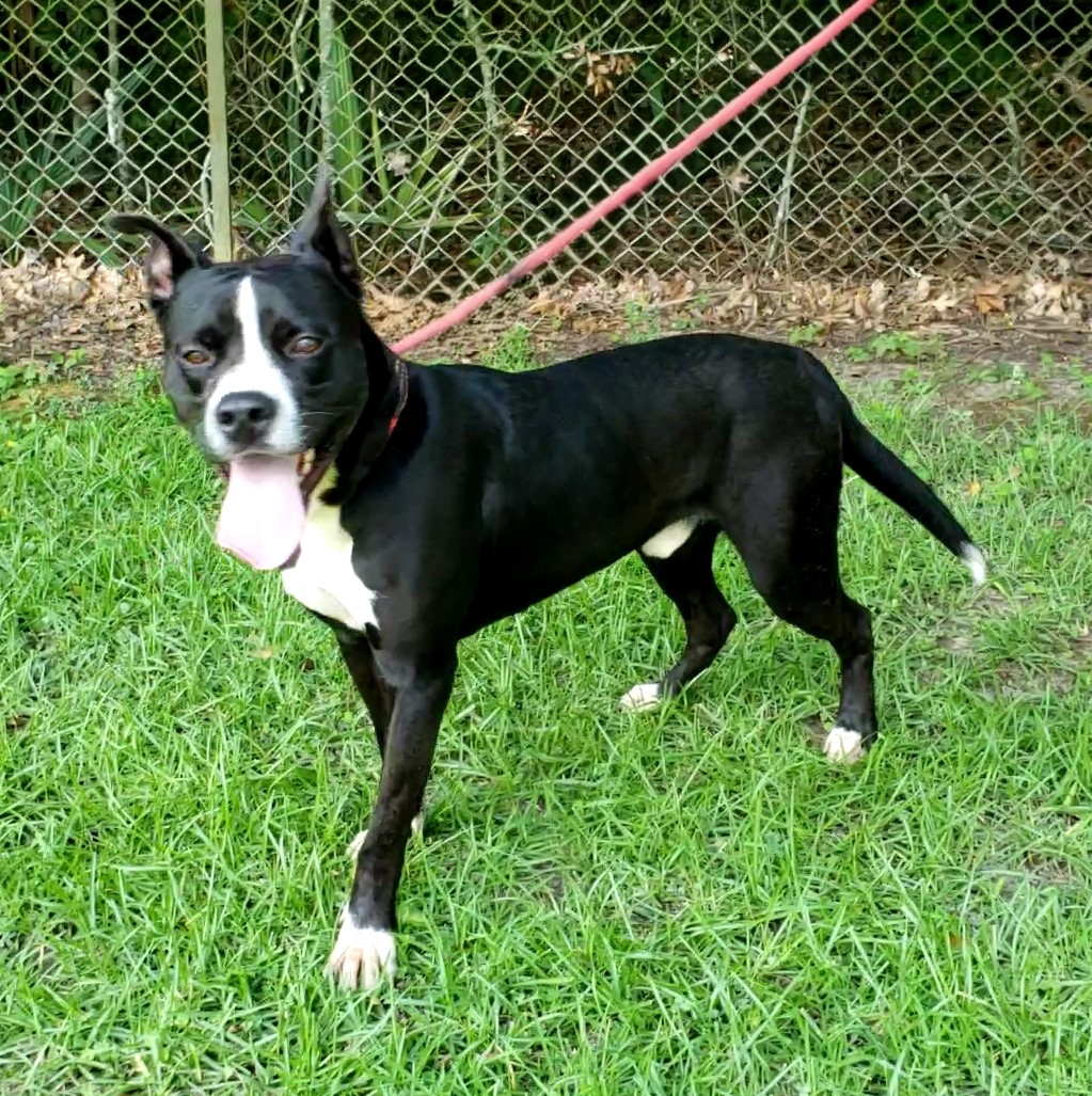 Webby, a Adoptable Mixed Breed in Slidell, LA image 5/5