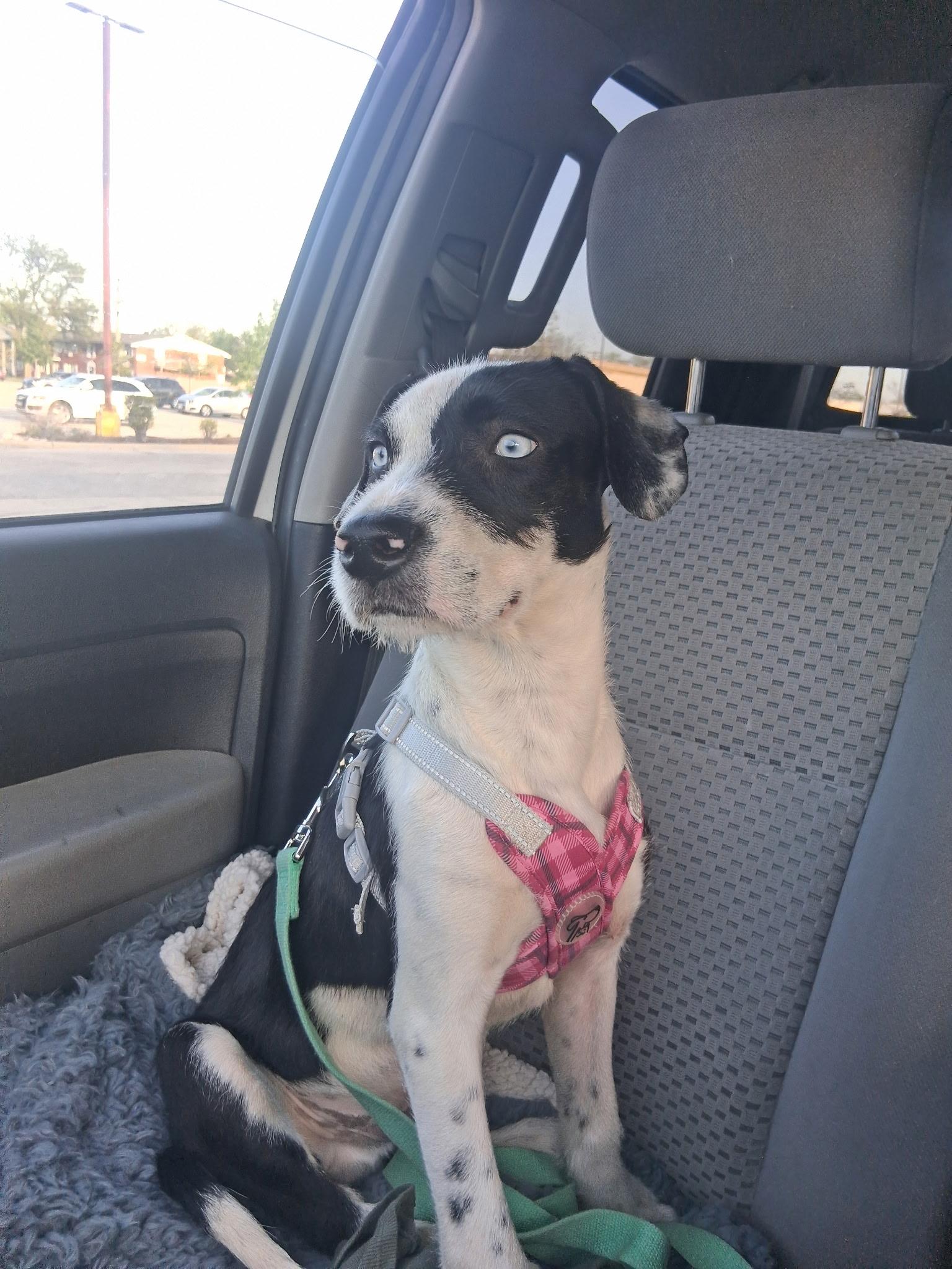 Enlarge Antonio, a ADOPTABLE Mixed Breed in Northlake, IL image 1/3