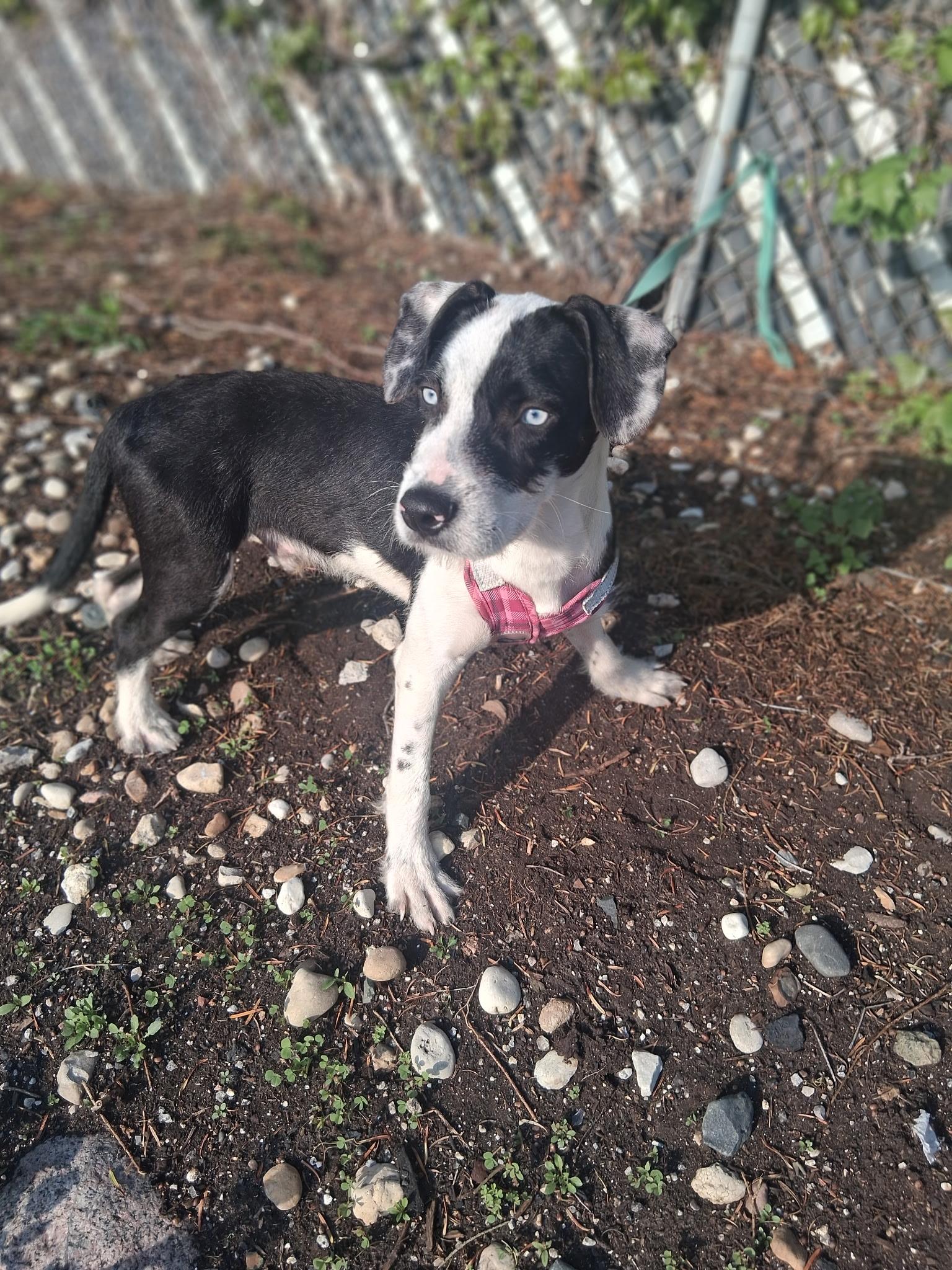 Enlarge Antonio, a ADOPTABLE Mixed Breed in Northlake, IL image 3/3