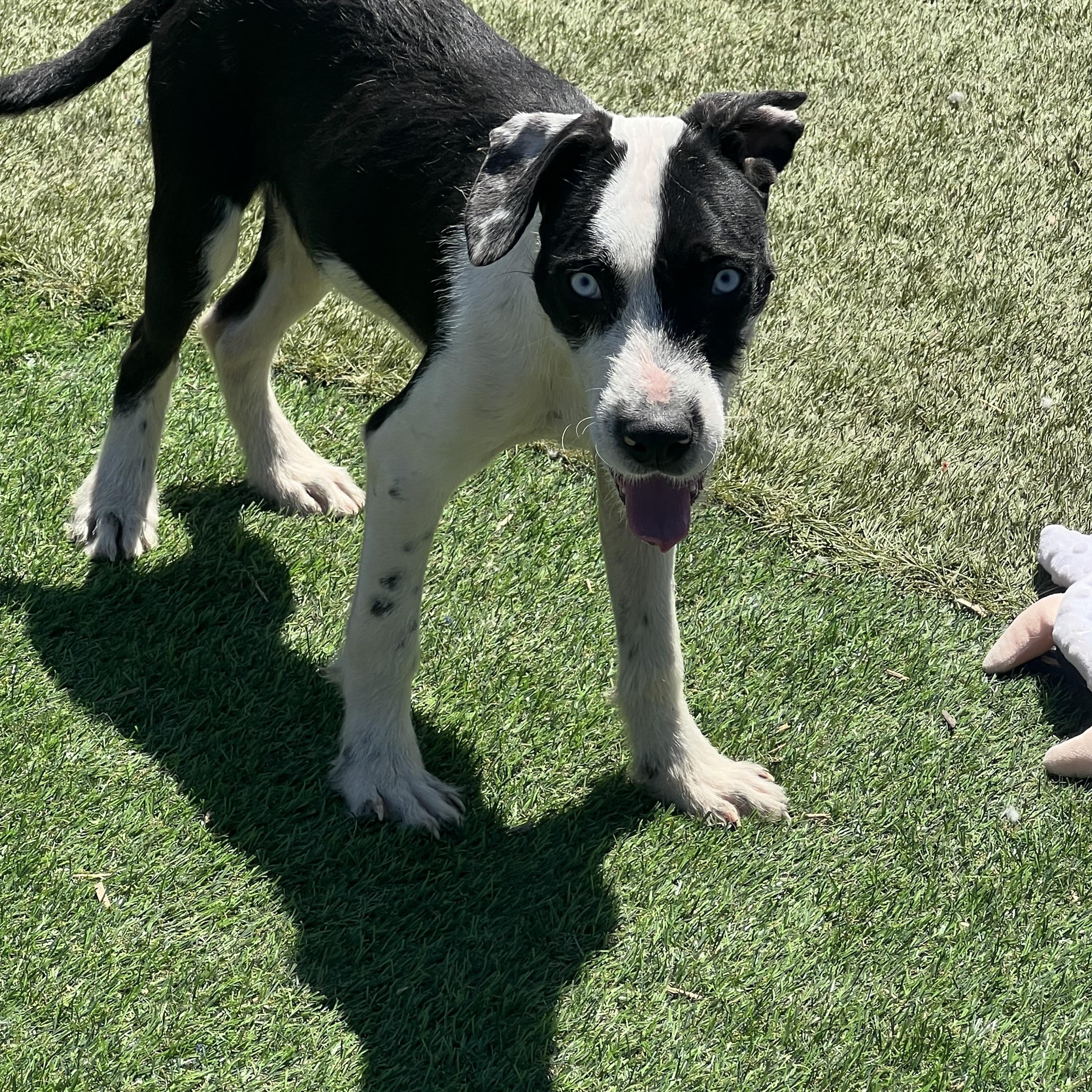 Enlarge Antonio, a ADOPTABLE Mixed Breed in Northlake, IL image 2/3