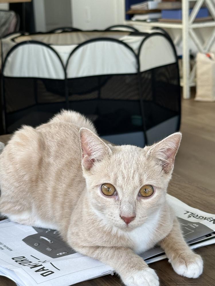 Enlarge Luffy, a Adoptable Domestic Short Hair in Saint Augustine, FL image 1/4