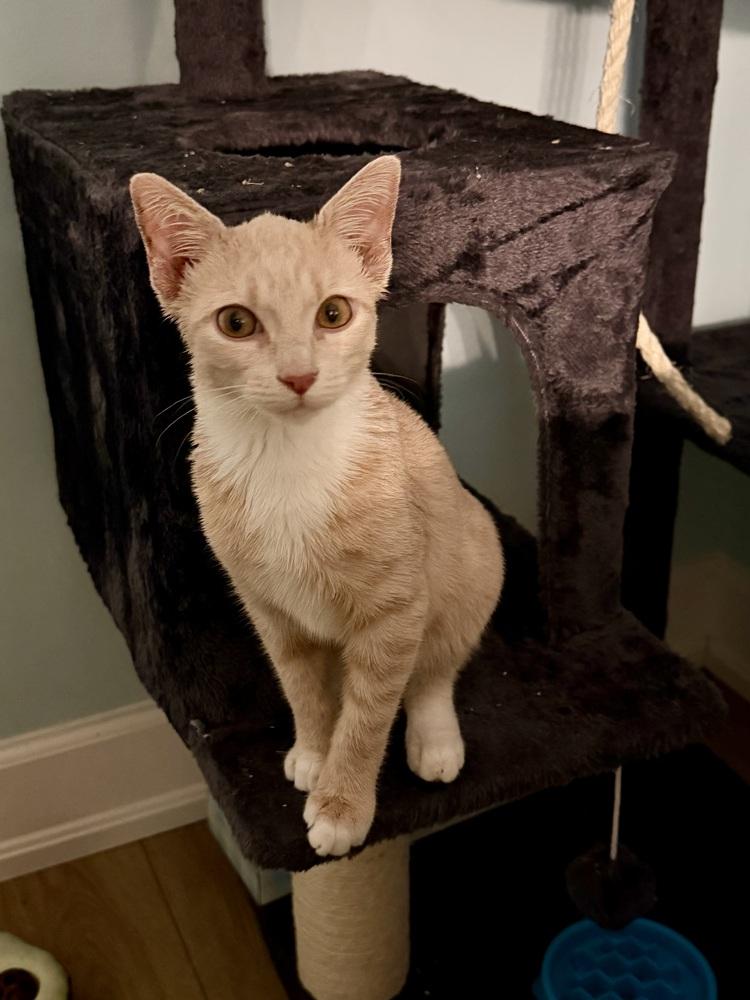 Enlarge Luffy, a Adoptable Domestic Short Hair in Saint Augustine, FL image 2/4