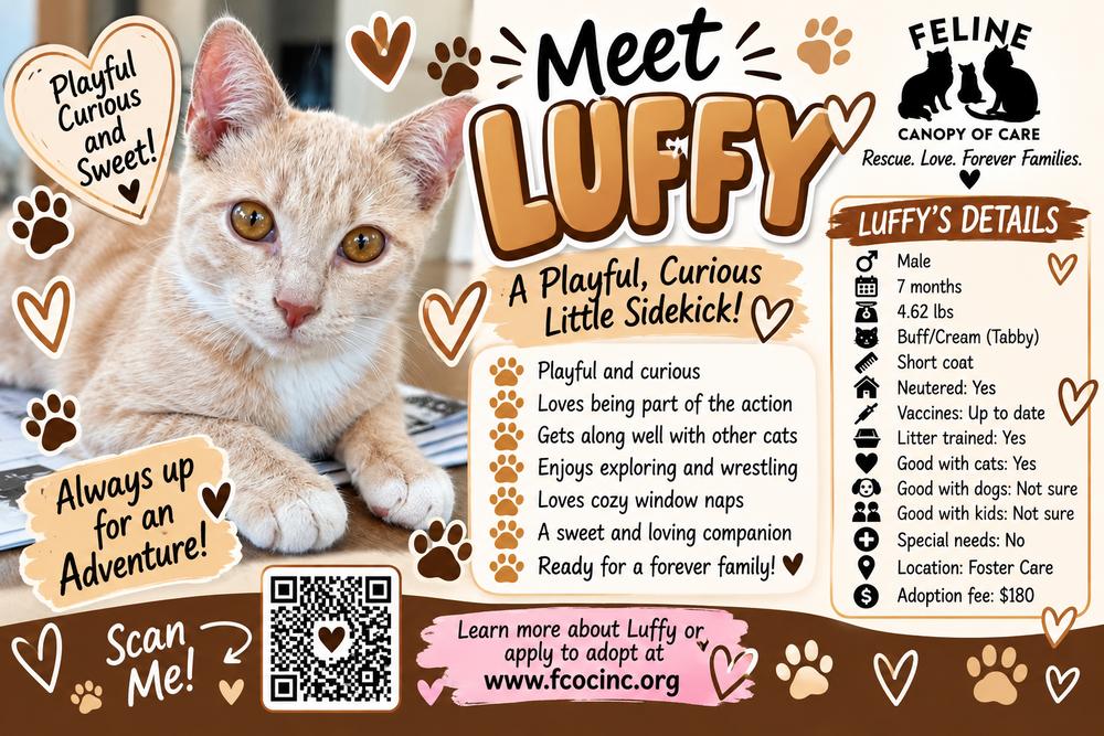 Enlarge Luffy, a Adoptable Domestic Short Hair in Saint Augustine, FL image 3/4