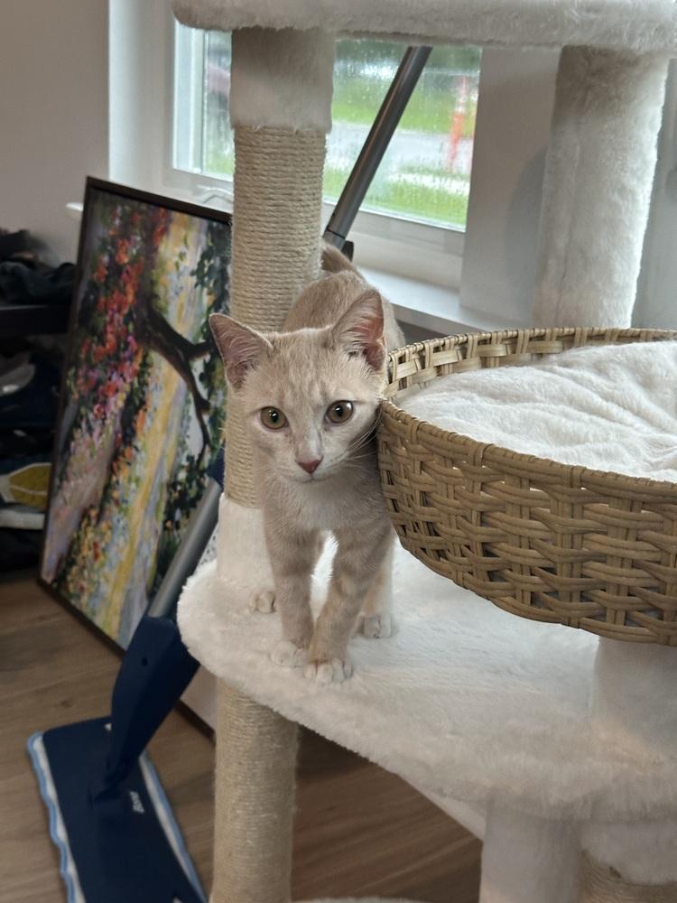 Enlarge Luffy, a Adoptable Domestic Short Hair in Saint Augustine, FL image 4/4