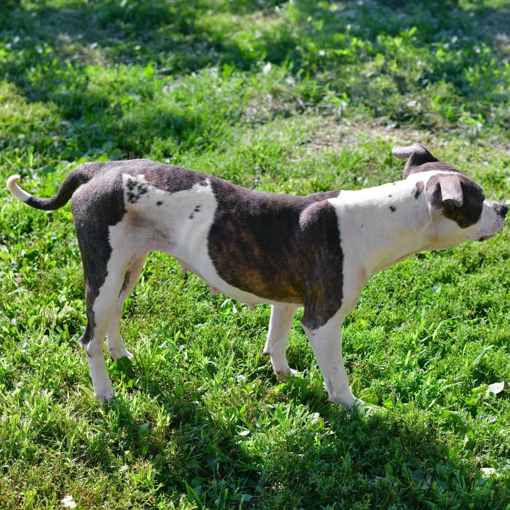 Velma, Adoptable, Adult Female Pit Bull Terrier & Mixed Breed.