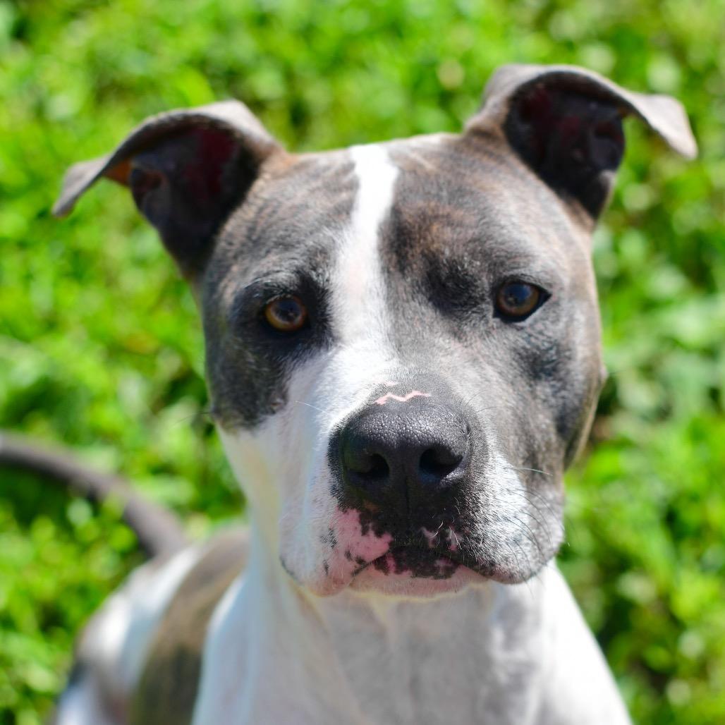 Enlarge Velma, a Adoptable mixed breed in Ottawa, KS image 2/2