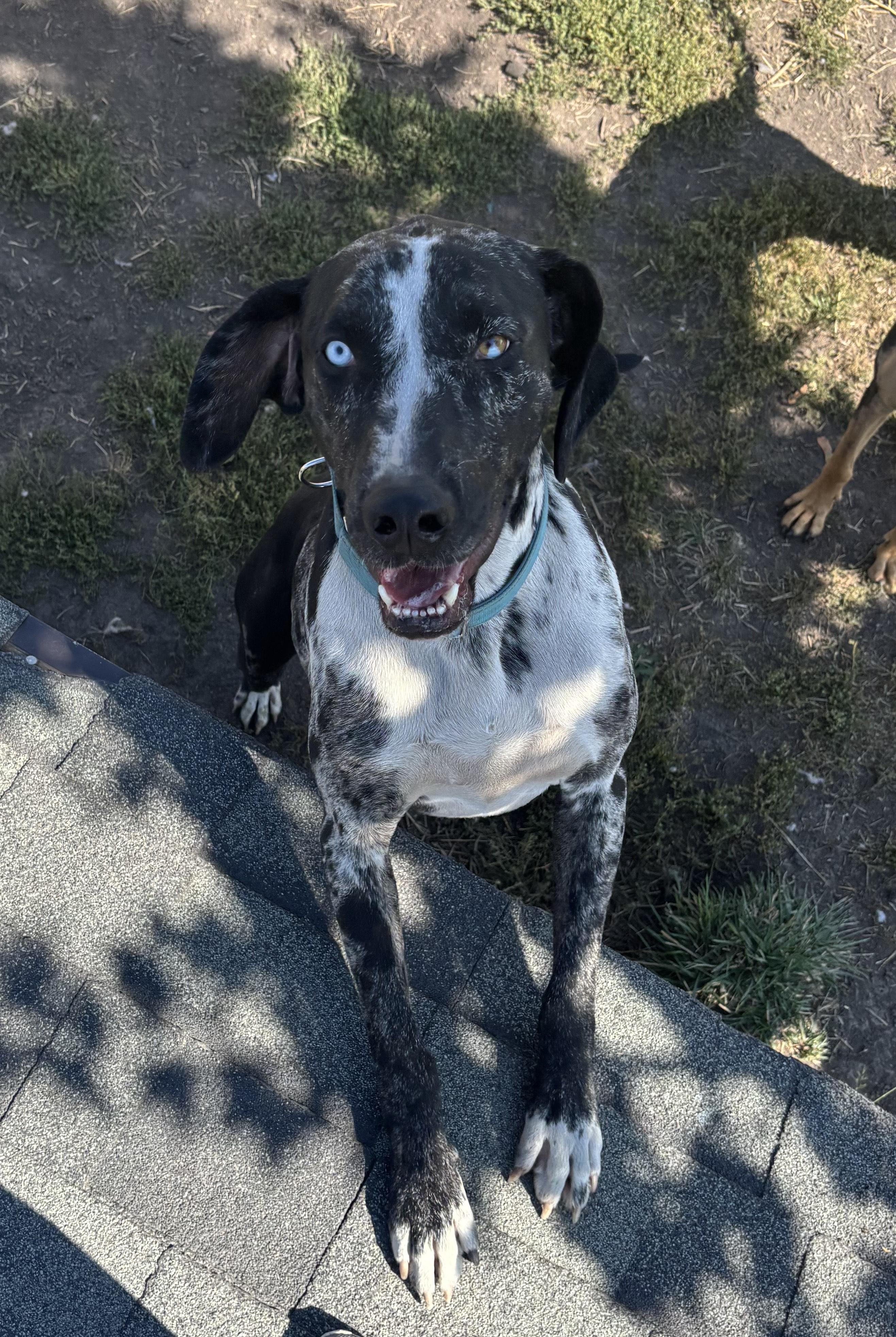 Watonka, an adoptable Catahoula Leopard Dog in La Grande, OR, 97850 | Photo Image 4