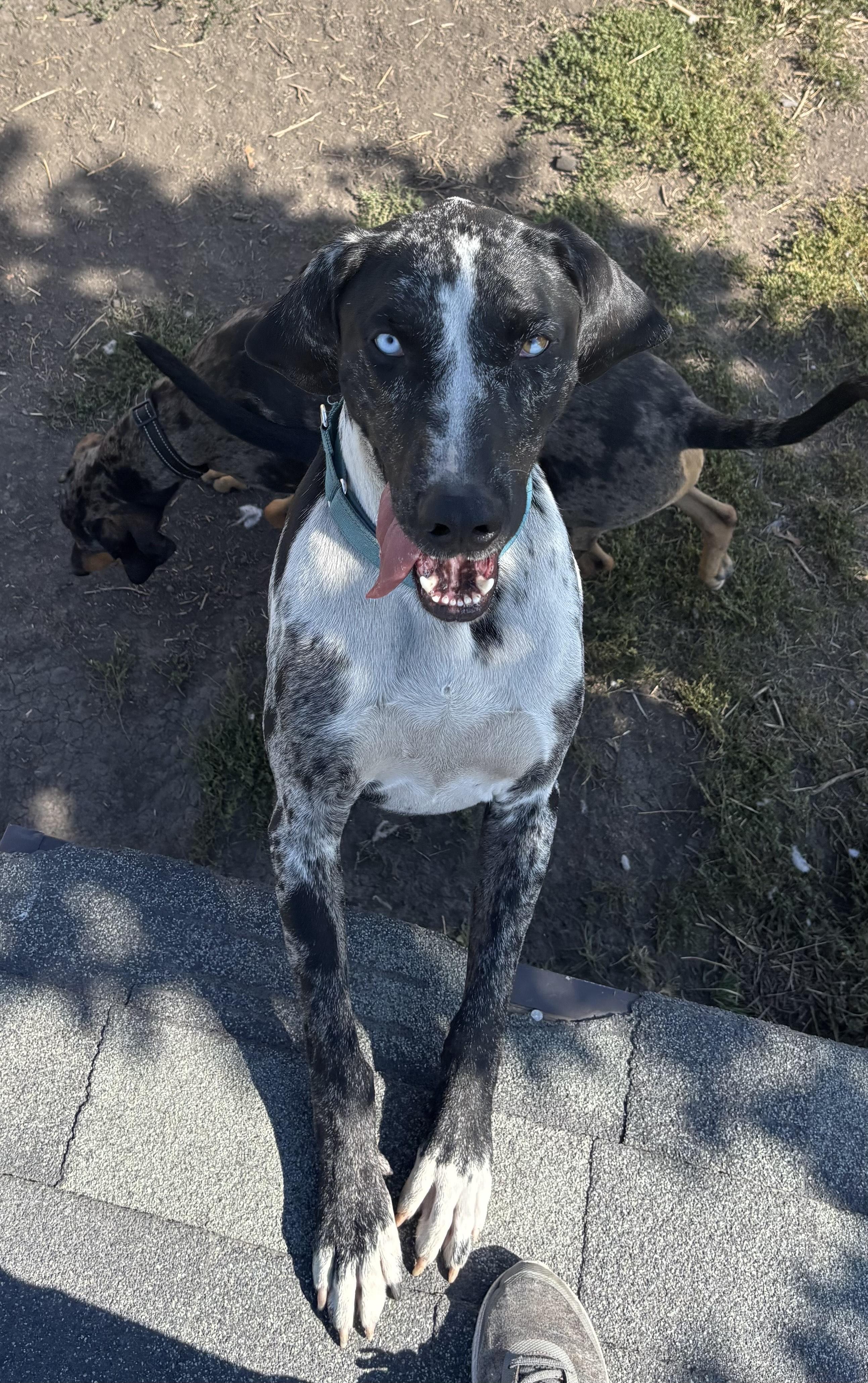 Watonka, an adoptable Catahoula Leopard Dog in La Grande, OR, 97850 | Photo Image 1