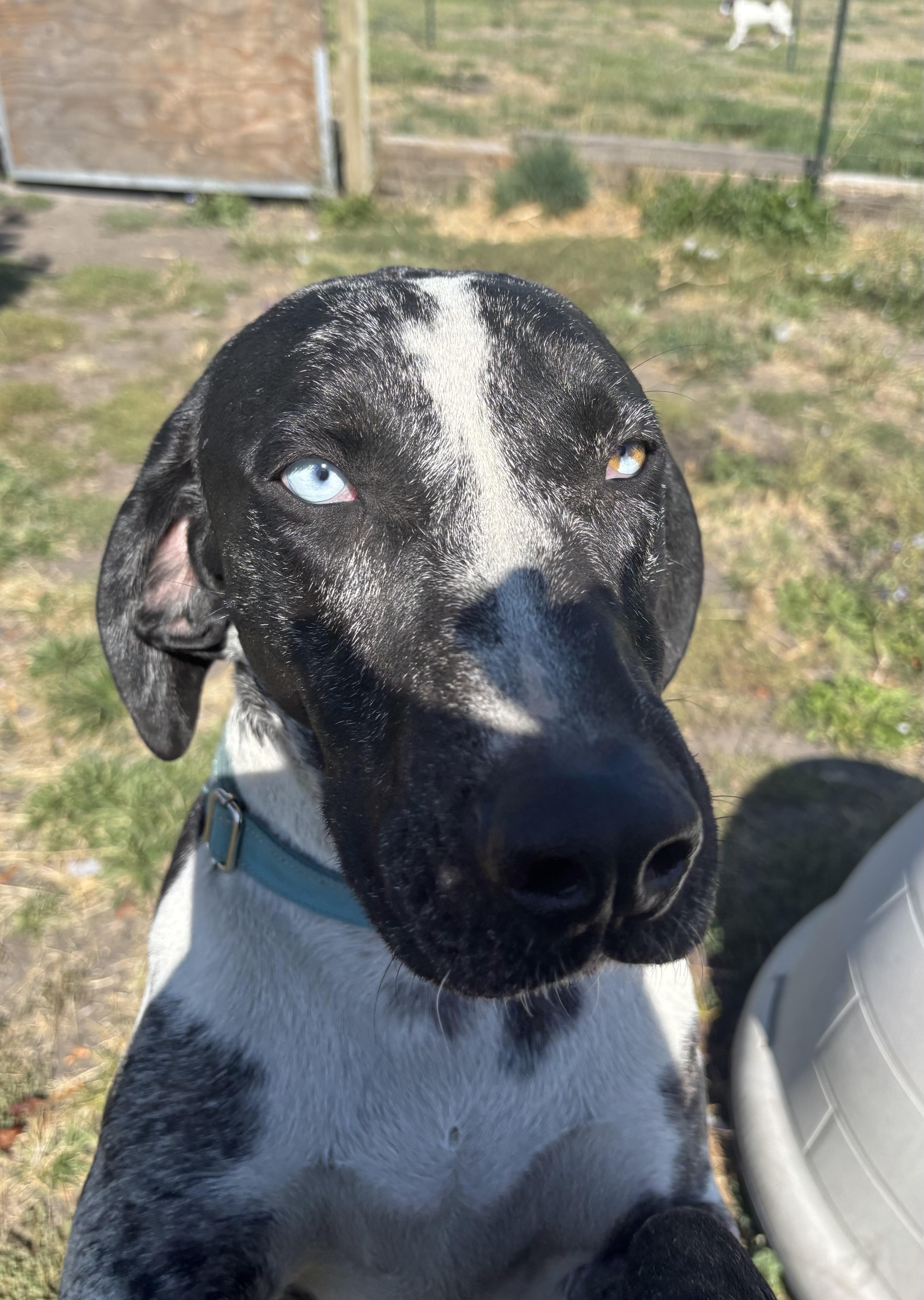 Watonka, an adoptable Catahoula Leopard Dog in La Grande, OR, 97850 | Photo Image 6