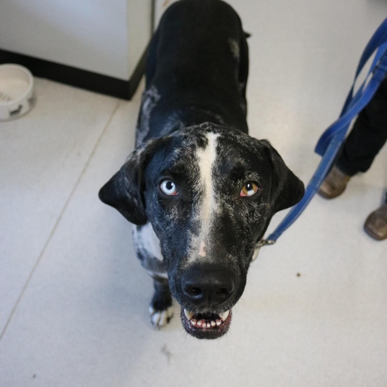 Watonka, an adoptable Catahoula Leopard Dog in La Grande, OR, 97850 | Photo Image 2