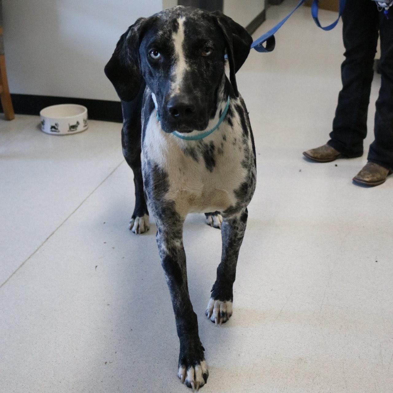 Watonka, an adoptable Catahoula Leopard Dog in La Grande, OR, 97850 | Photo Image 3