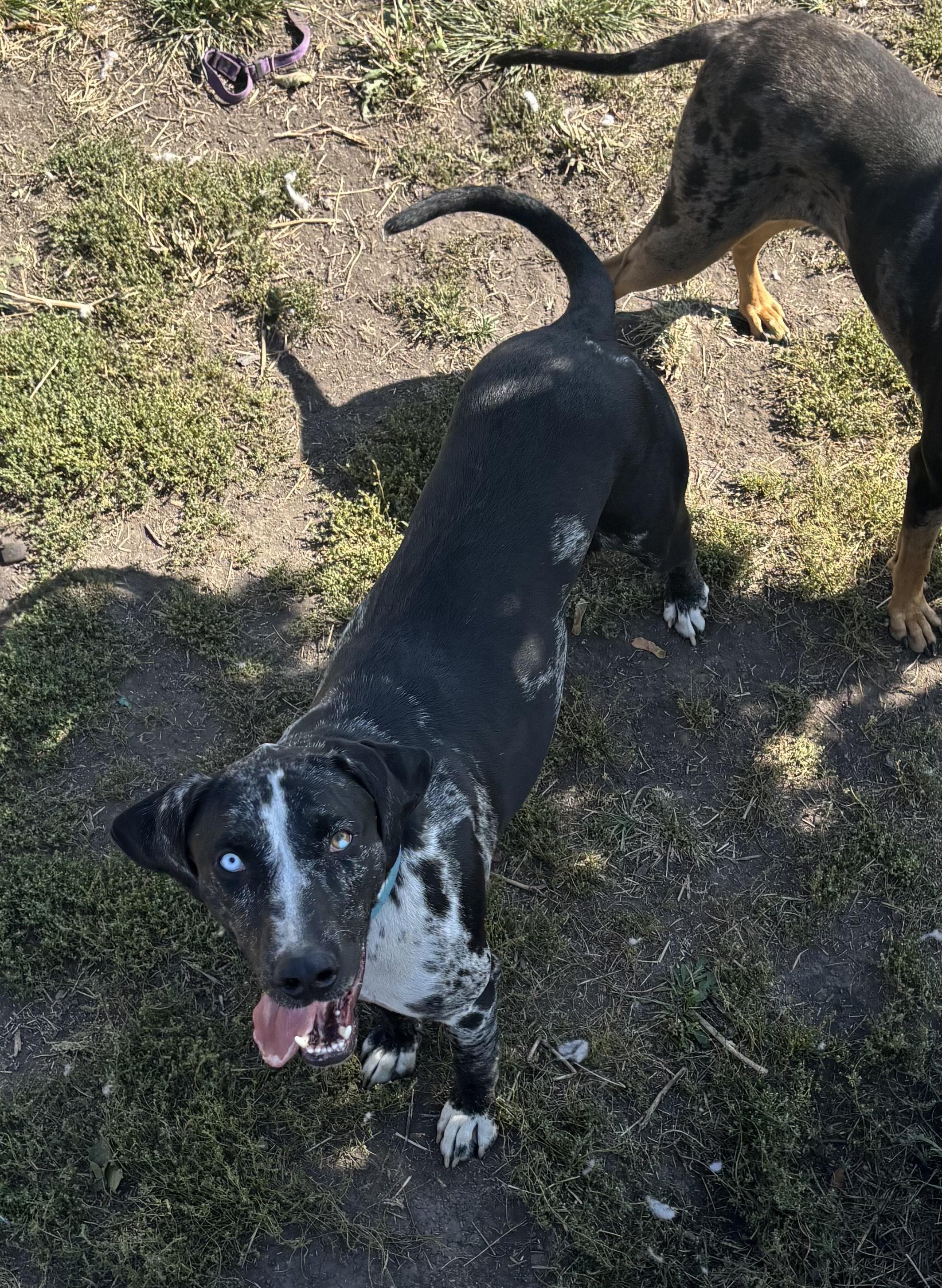 Watonka, an adoptable Catahoula Leopard Dog in La Grande, OR, 97850 | Photo Image 5