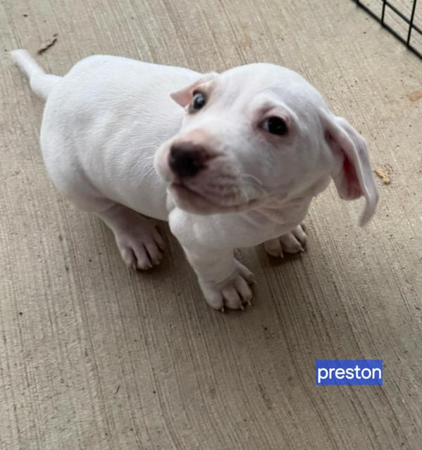 Preston, Adoptable, Puppy Male Jack Russell Terrier & Chihuahua.