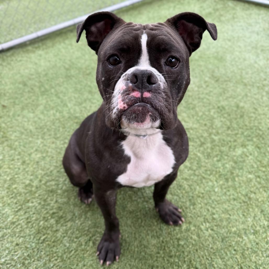 Pickles, a Adoptable mixed breed in Long Beach, CA image 1/5