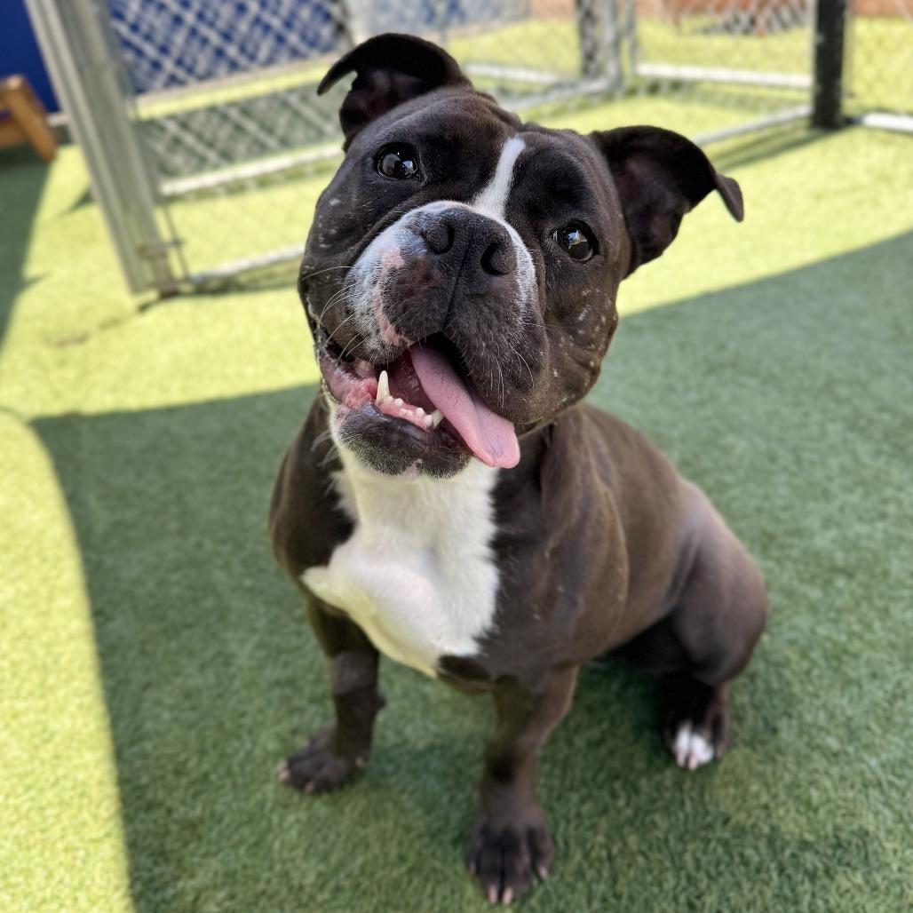 Pickles, a Adoptable mixed breed in Long Beach, CA image 2/5