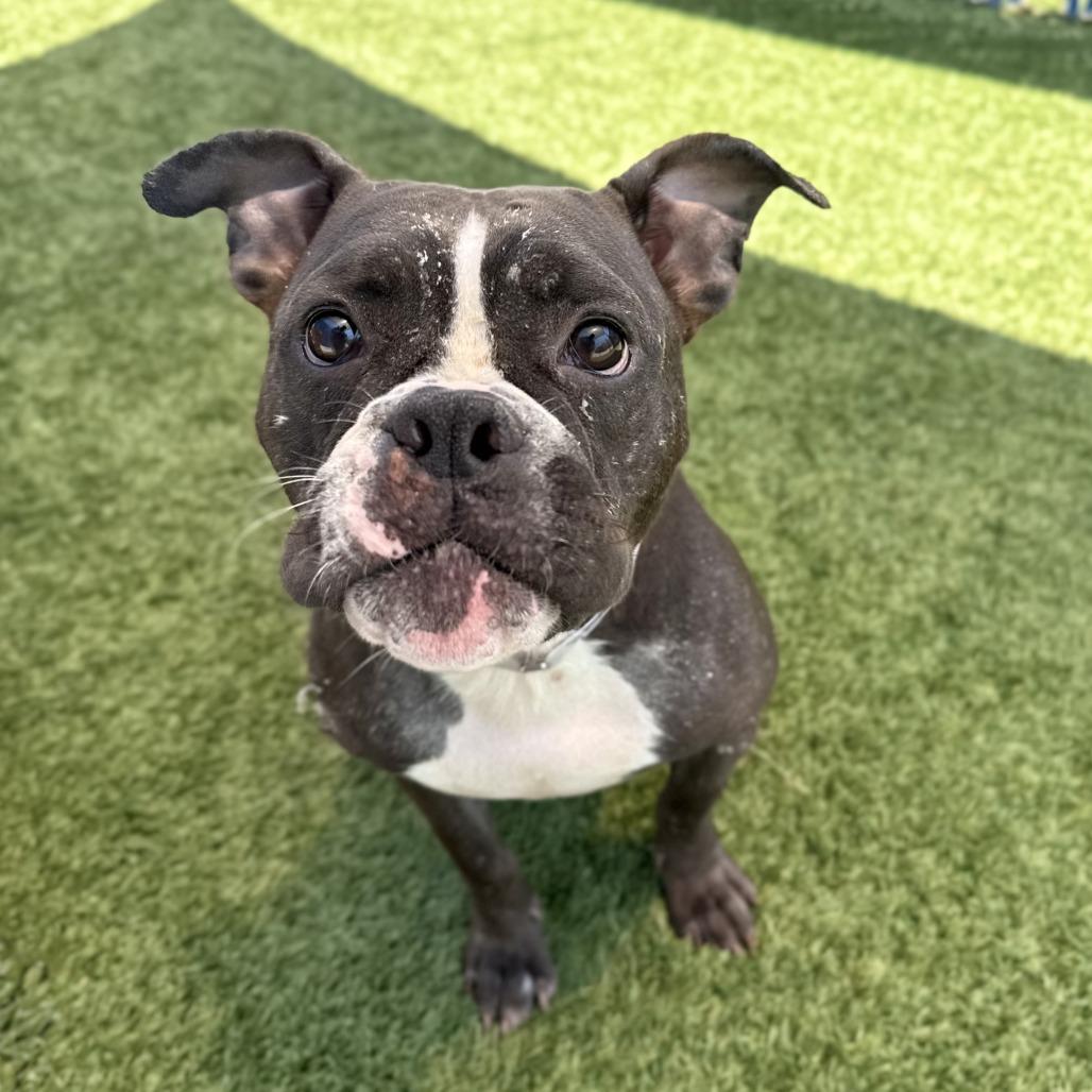 Pickles, a Adoptable mixed breed in Long Beach, CA image 3/5