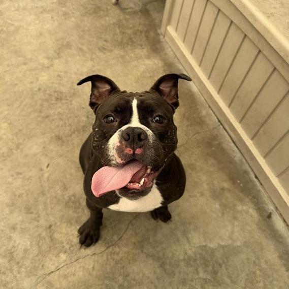 Pickles, a Adoptable mixed breed in Long Beach, CA image 5/5