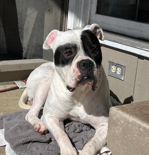 Enlarge Jazzy- In Foster Home!, a ADOPTABLE mixed breed in Cedar Rapids, IA image 1/3