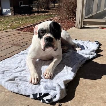 Enlarge Jazzy- In Foster Home!, a ADOPTABLE mixed breed in Cedar Rapids, IA image 2/3