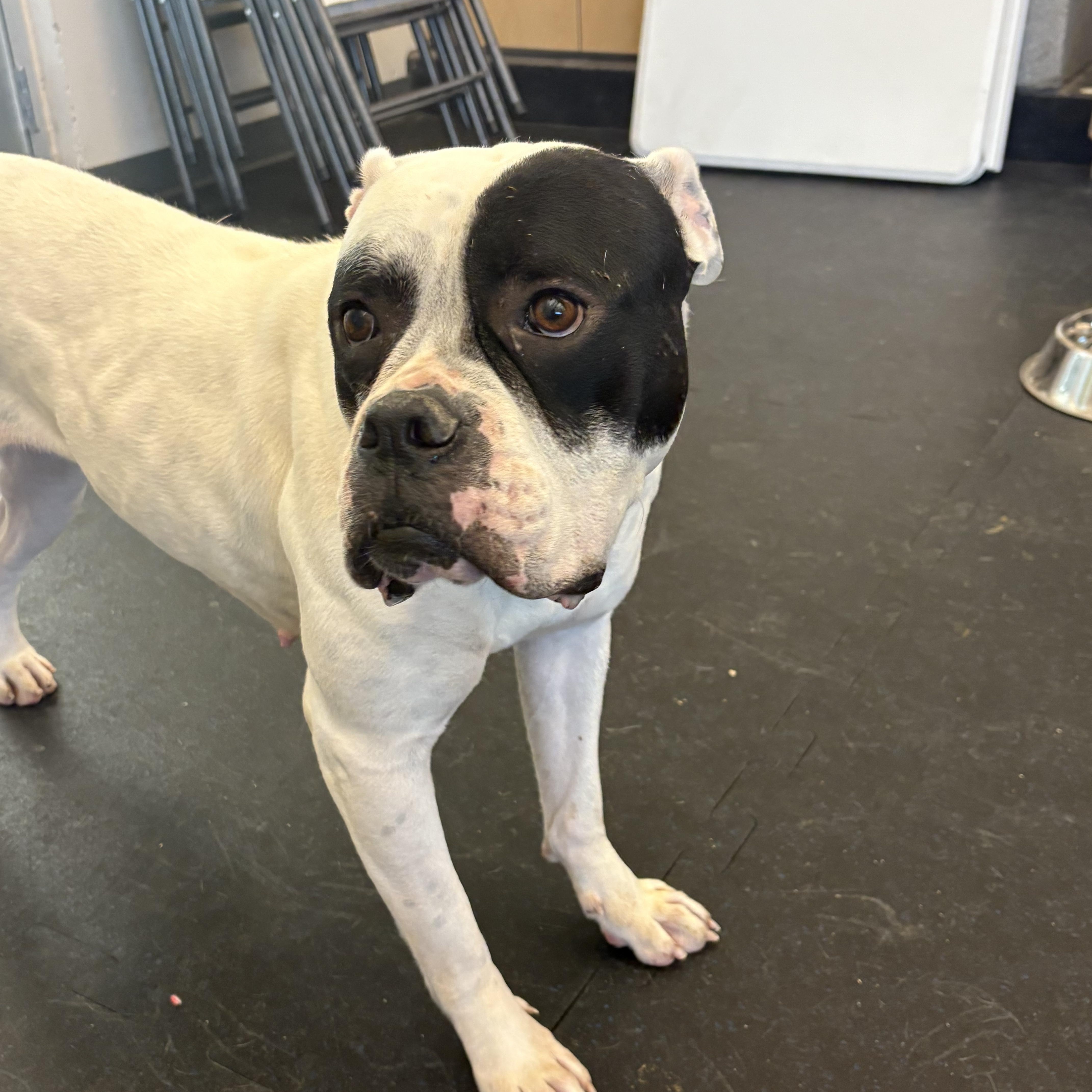 Jazzy- In Foster Home!