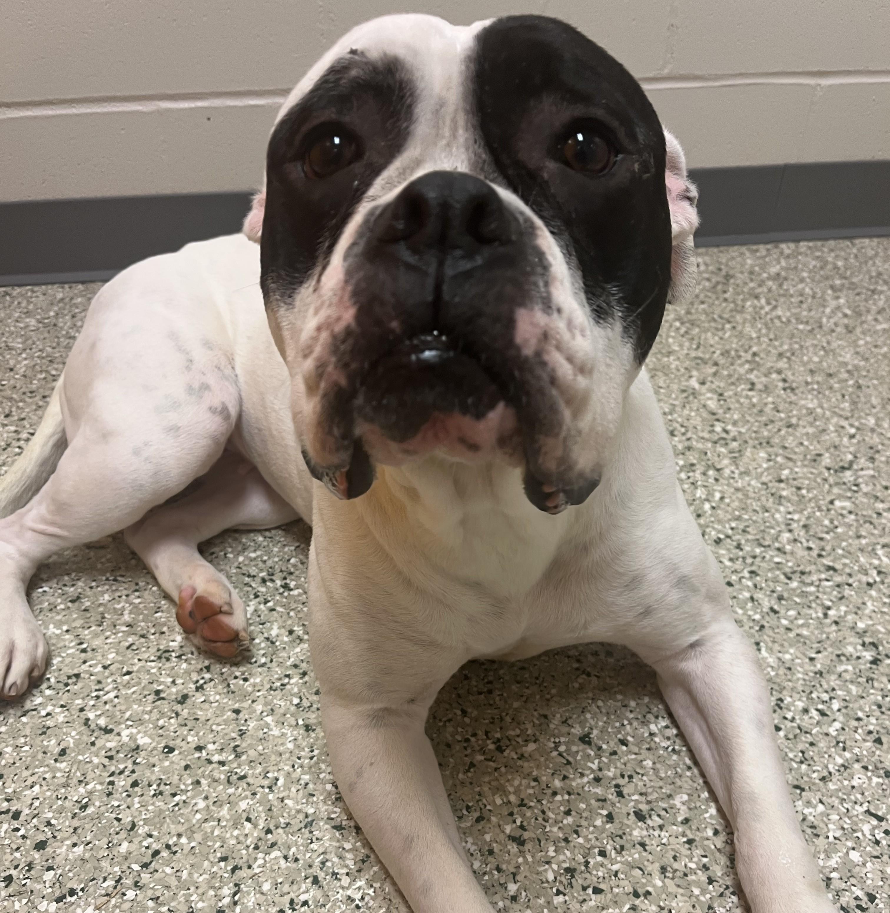 Enlarge Jazzy- In Foster Home!, a ADOPTABLE mixed breed in Cedar Rapids, IA image 3/3