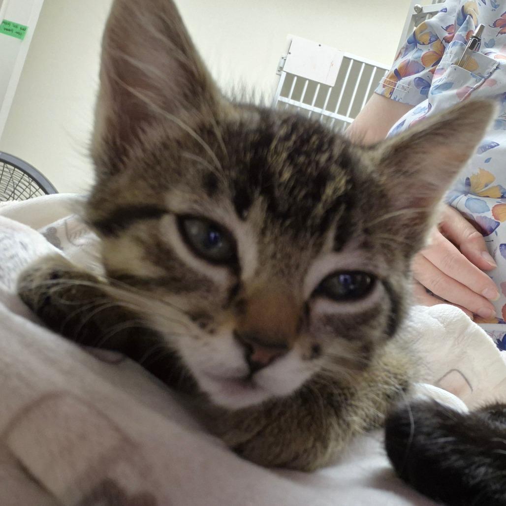 Alita, Adoptable, Kitten Female Domestic Medium Hair.