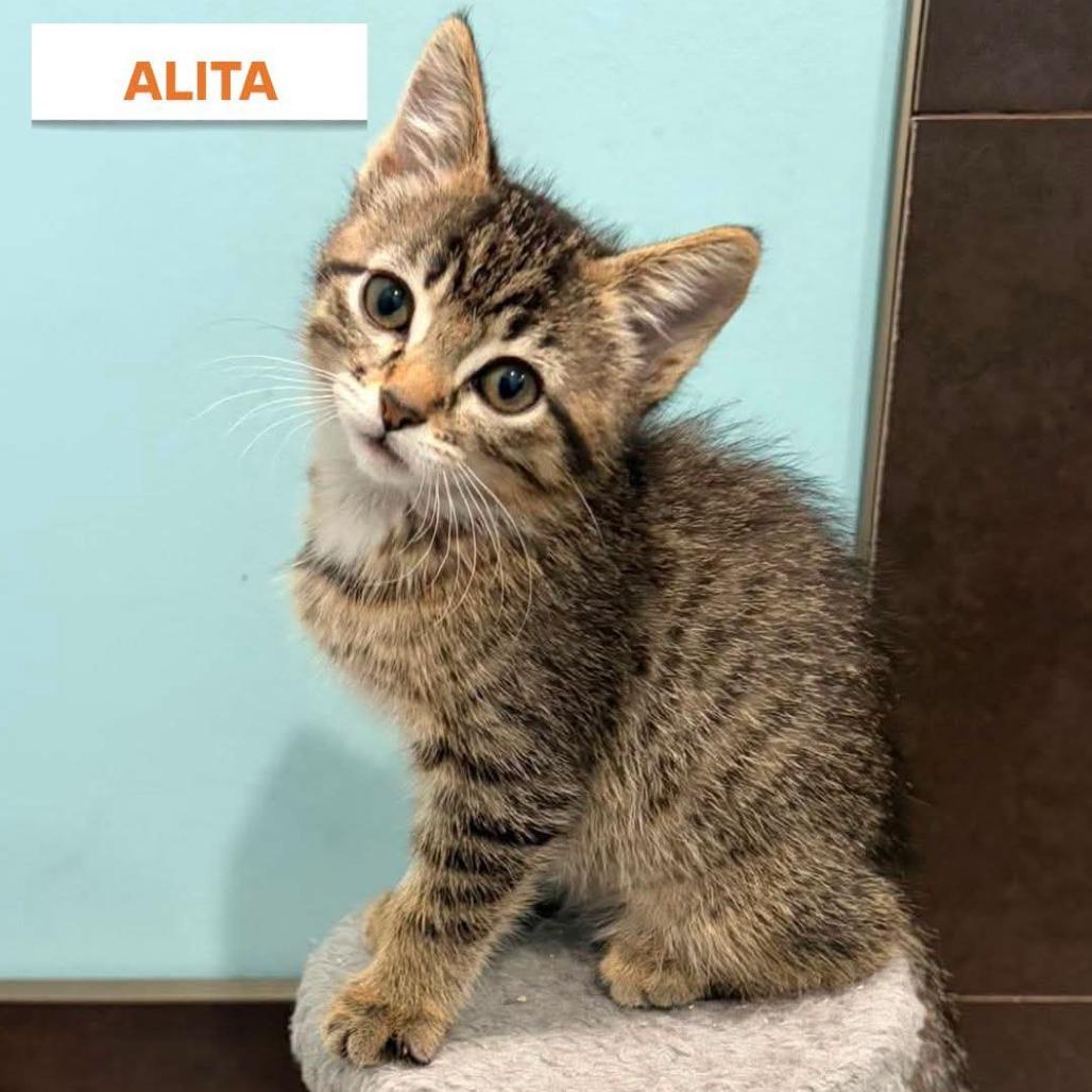 Enlarge Alita, a Adoptable Domestic Medium Hair in Drumheller, AB image 3/3