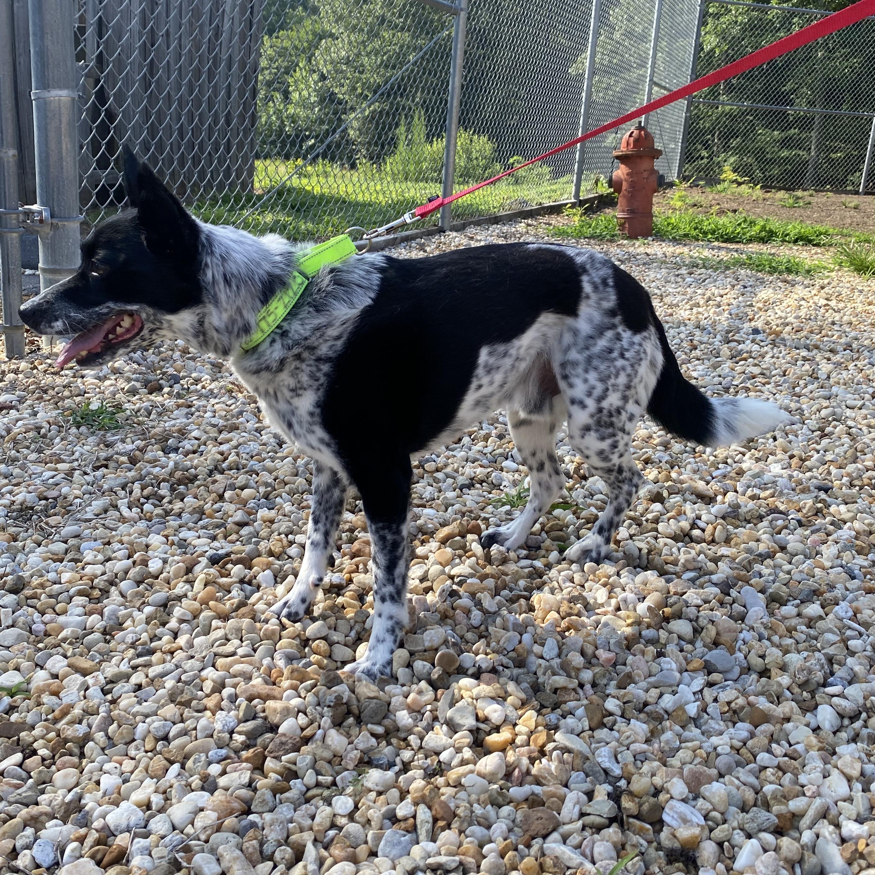 Buddy, a ADOPTABLE Australian Cattle Dog / Blue Heeler in King George, VA image 2/5
