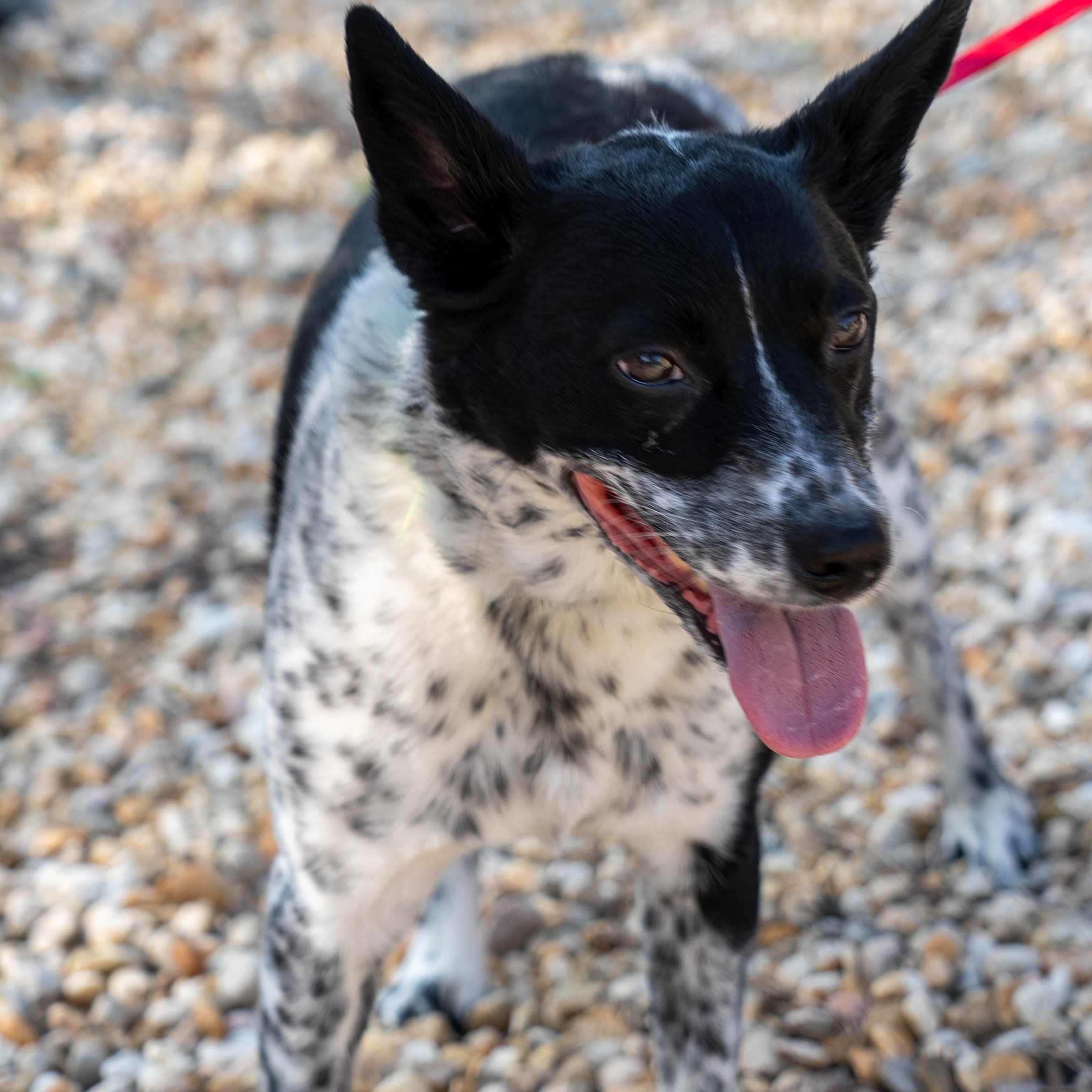 Buddy, ADOPTABLE, Adult Male Australian Cattle Dog / Blue Heeler.