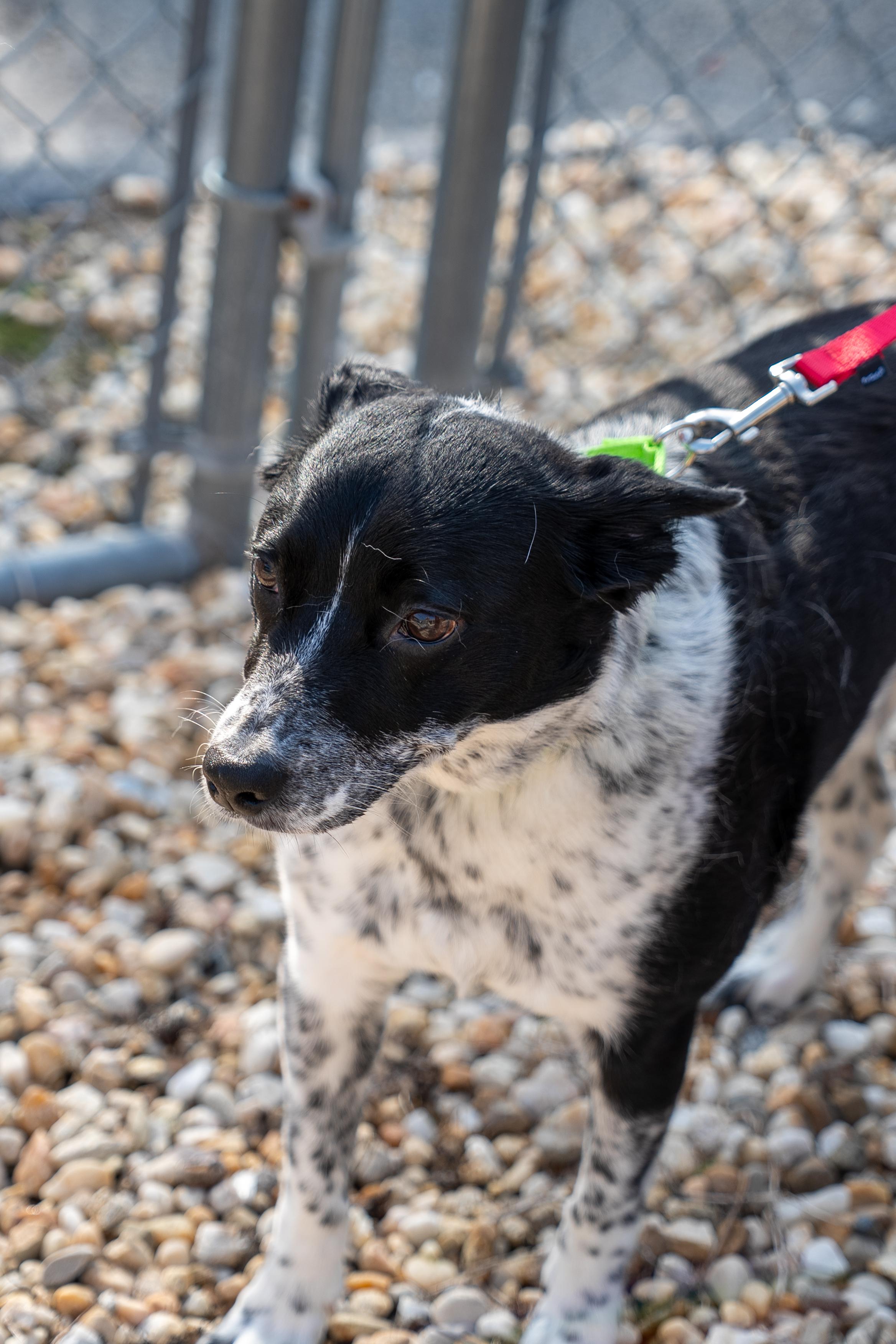 Buddy, a ADOPTABLE Australian Cattle Dog / Blue Heeler in King George, VA image 4/5