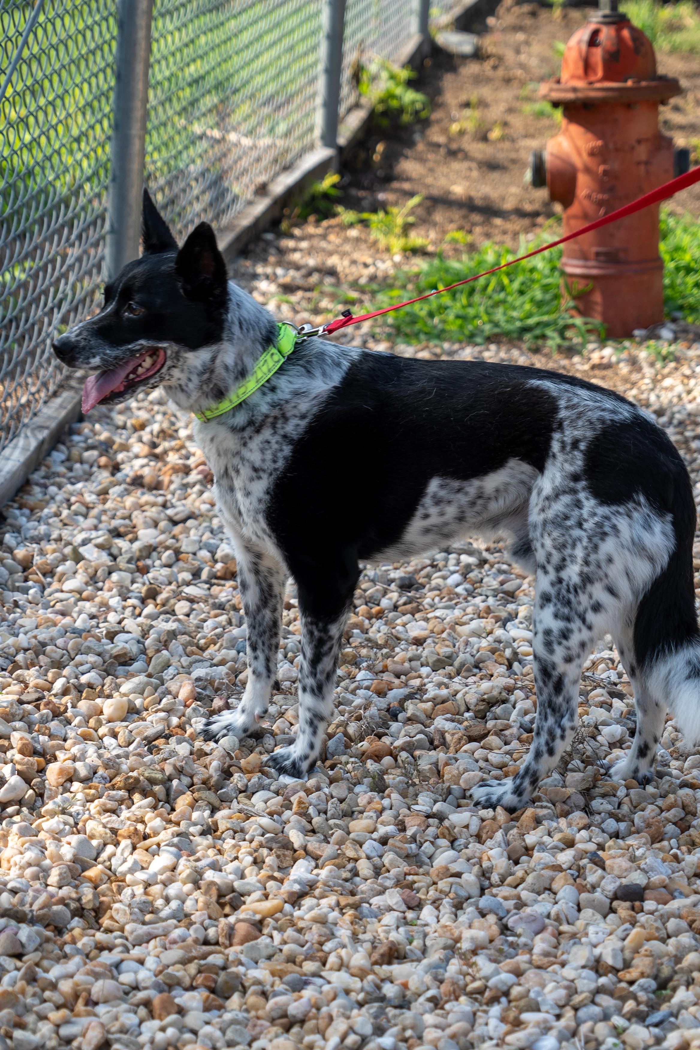 Buddy, a ADOPTABLE Australian Cattle Dog / Blue Heeler in King George, VA image 3/5