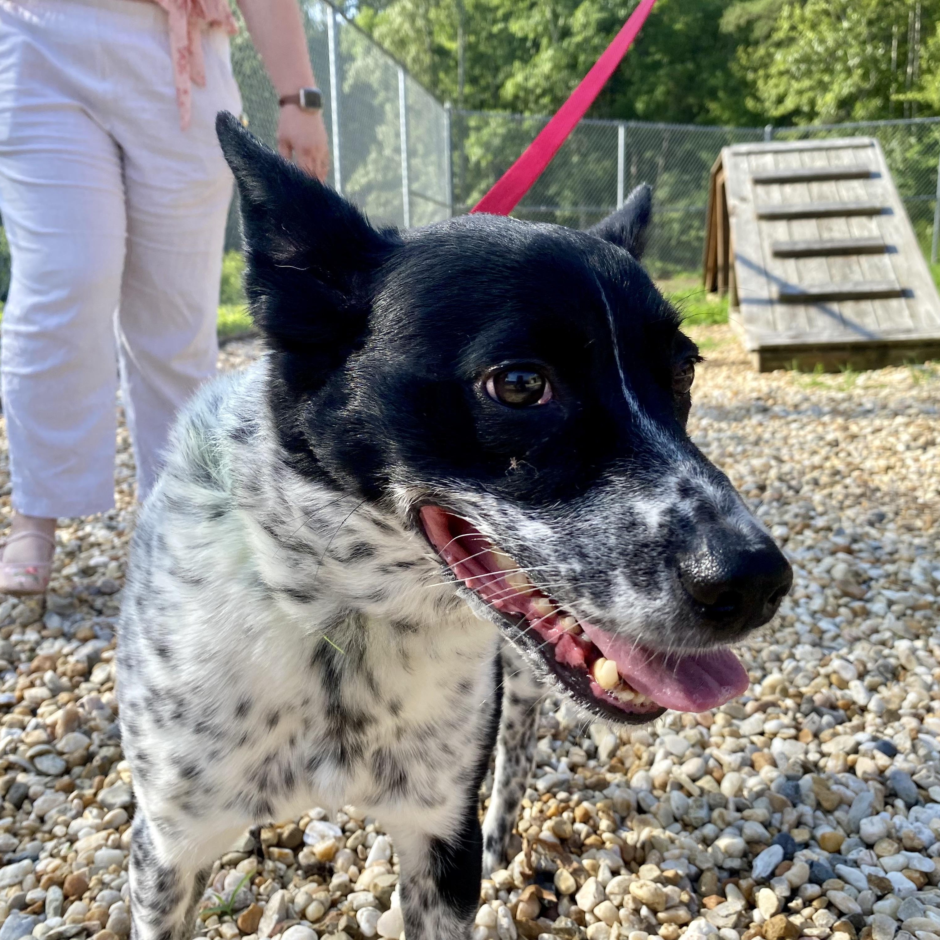 Buddy, a ADOPTABLE Australian Cattle Dog / Blue Heeler in King George, VA image 5/5