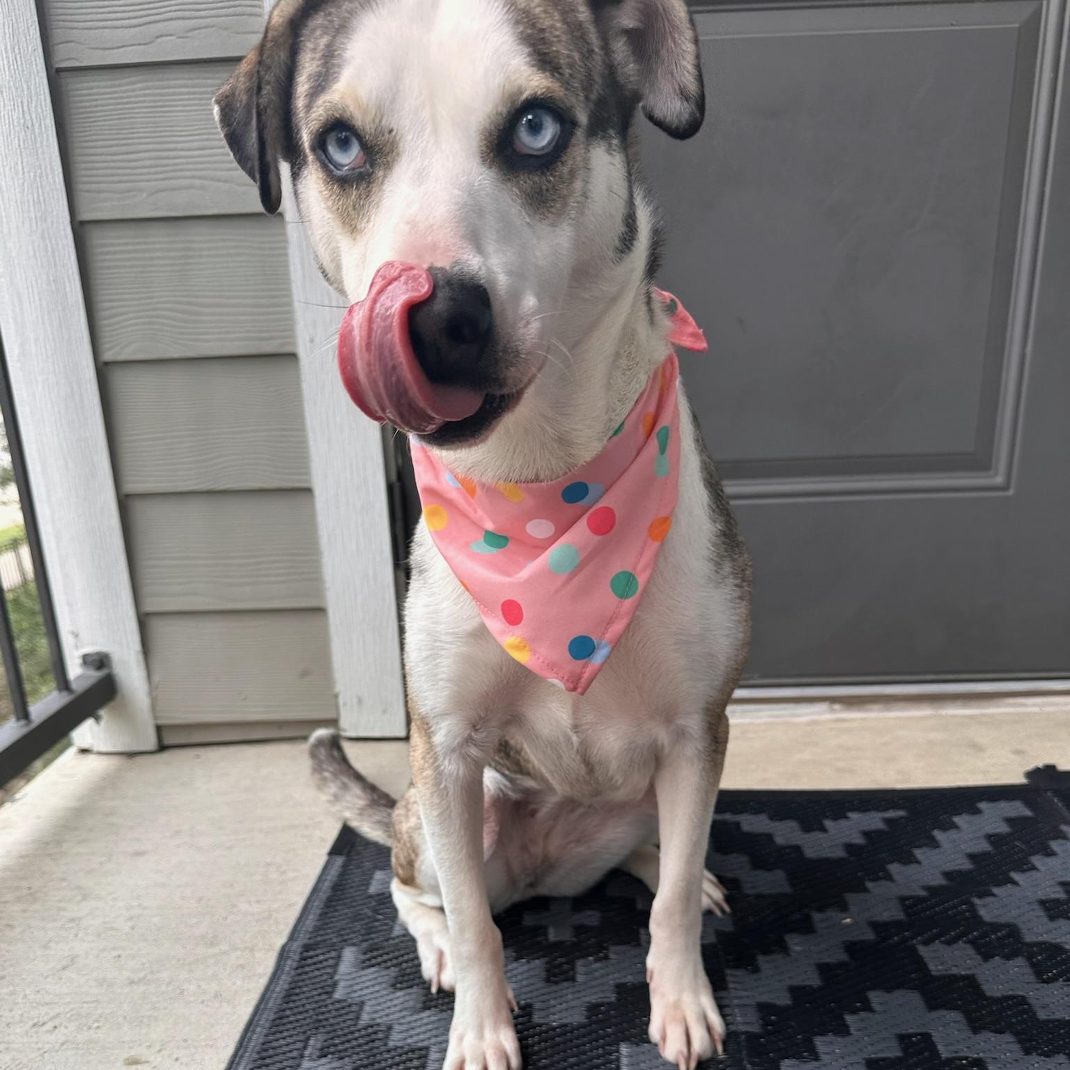 Hilary, a Adoptable mixed breed in Spring, TX image 4/6