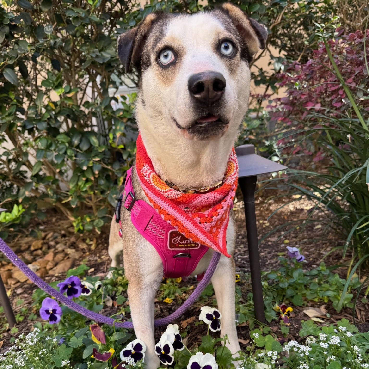 Hilary, a Adoptable mixed breed in Spring, TX image 2/6