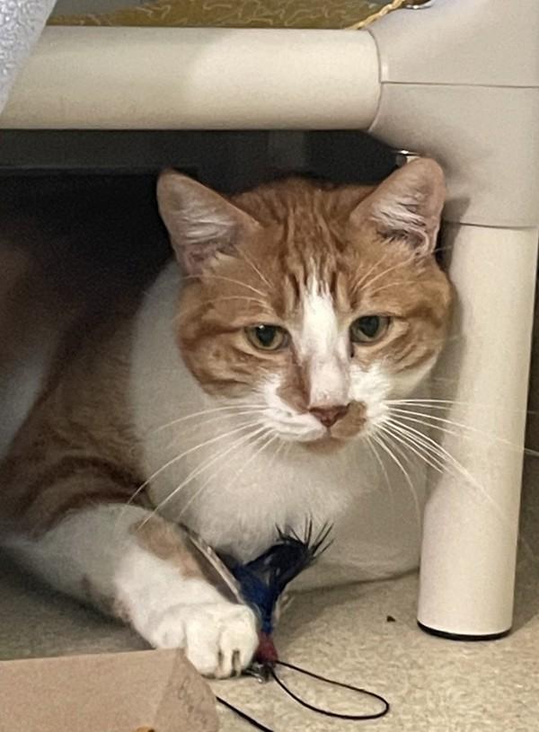Bing Bong, Adoptable, Adult Male Domestic Short Hair.